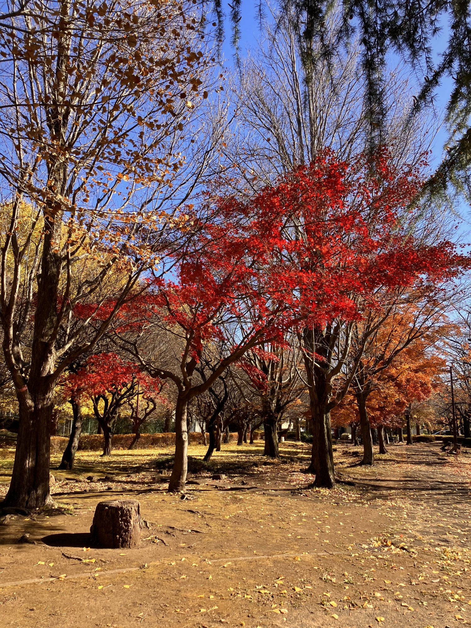 公園で外気浴-2　ニチイホーム三鷹Ⅱ番館
