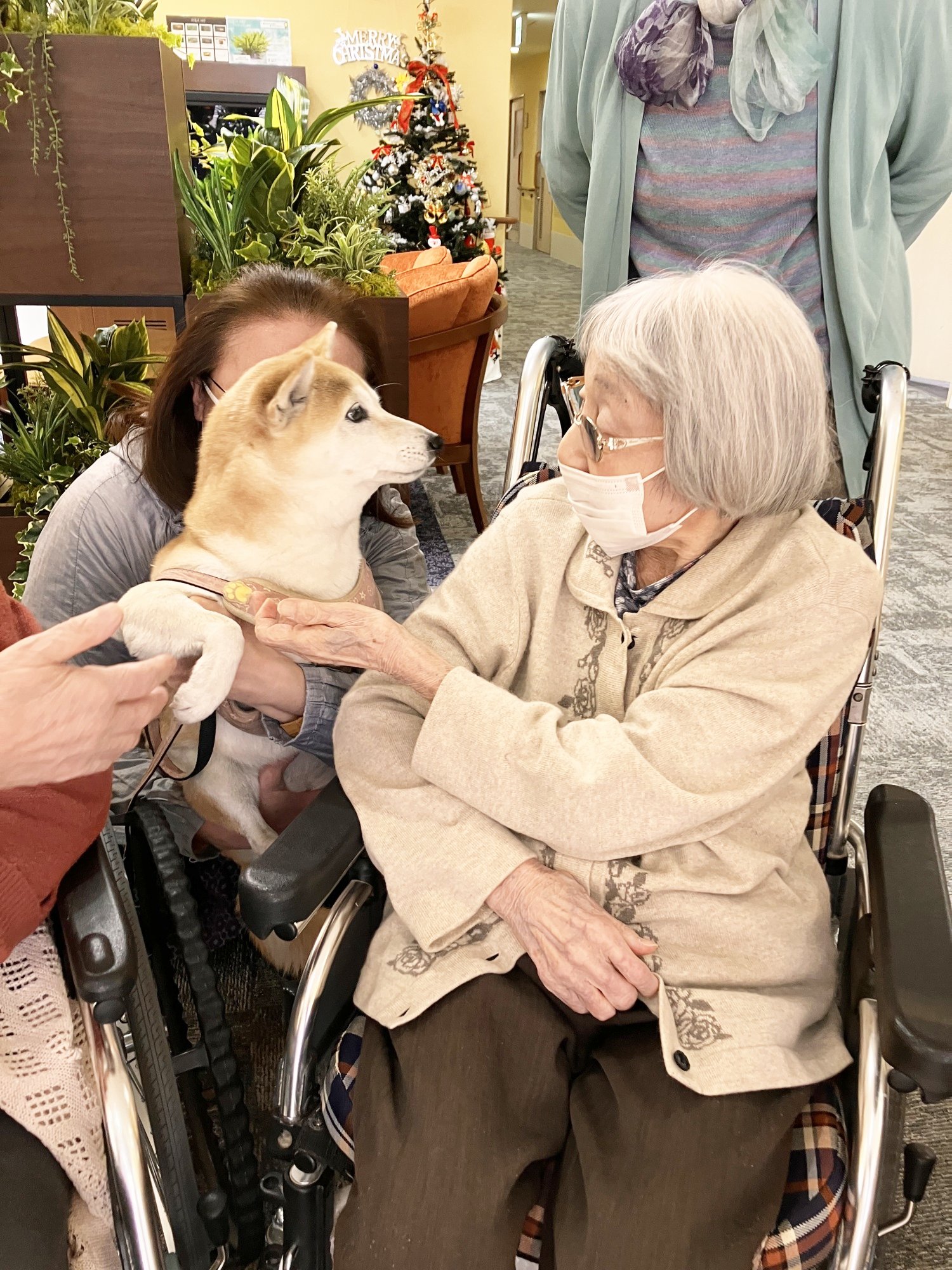 柴犬とのふれあい-2　ニチイホーム三鷹Ⅱ番館