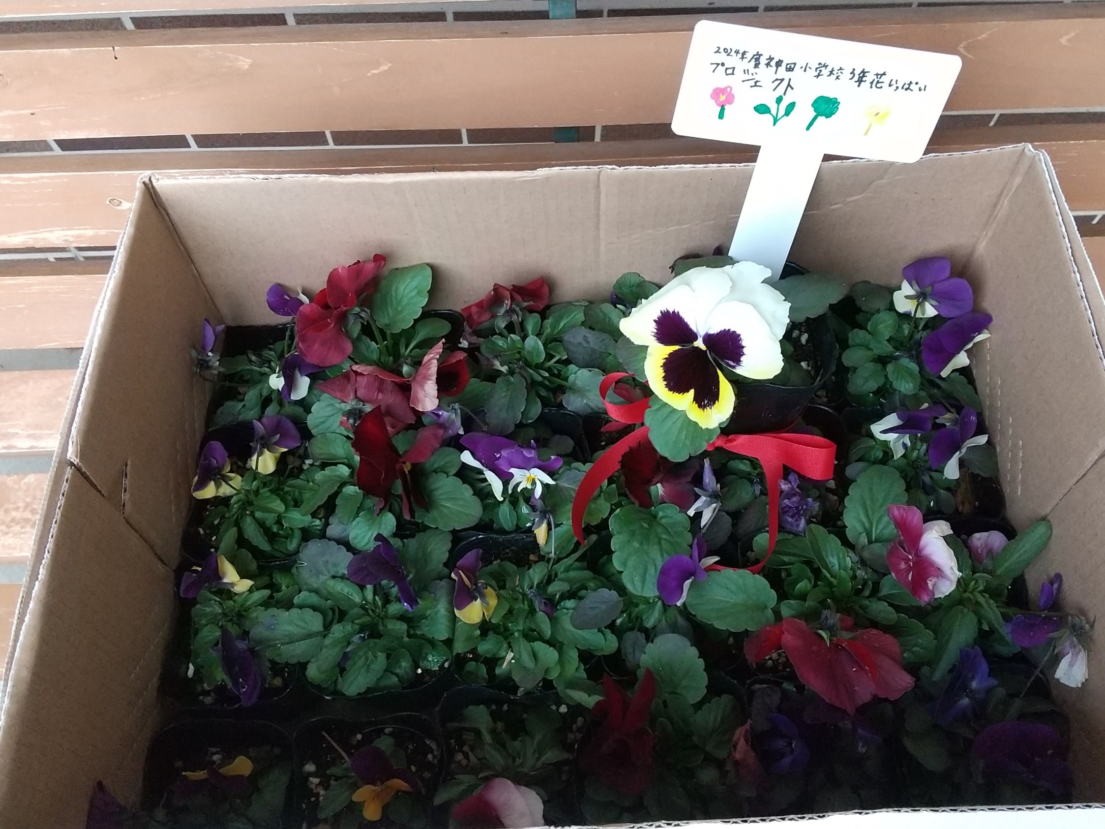 小学生からの贈り物 ～パンジーで花いっぱい～　ニチイメゾン神田