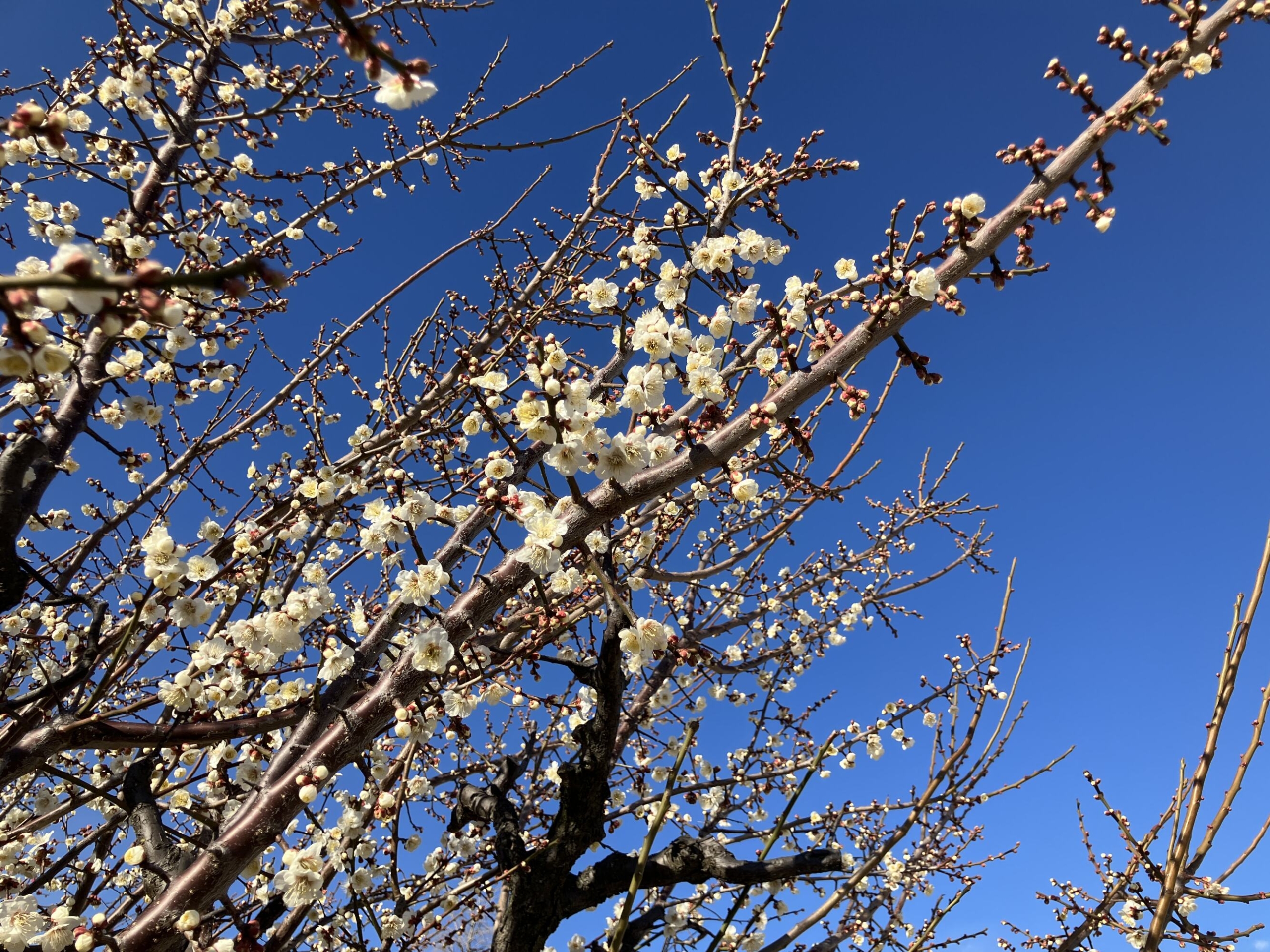 公園散歩-1　ニチイホーム杉並松庵