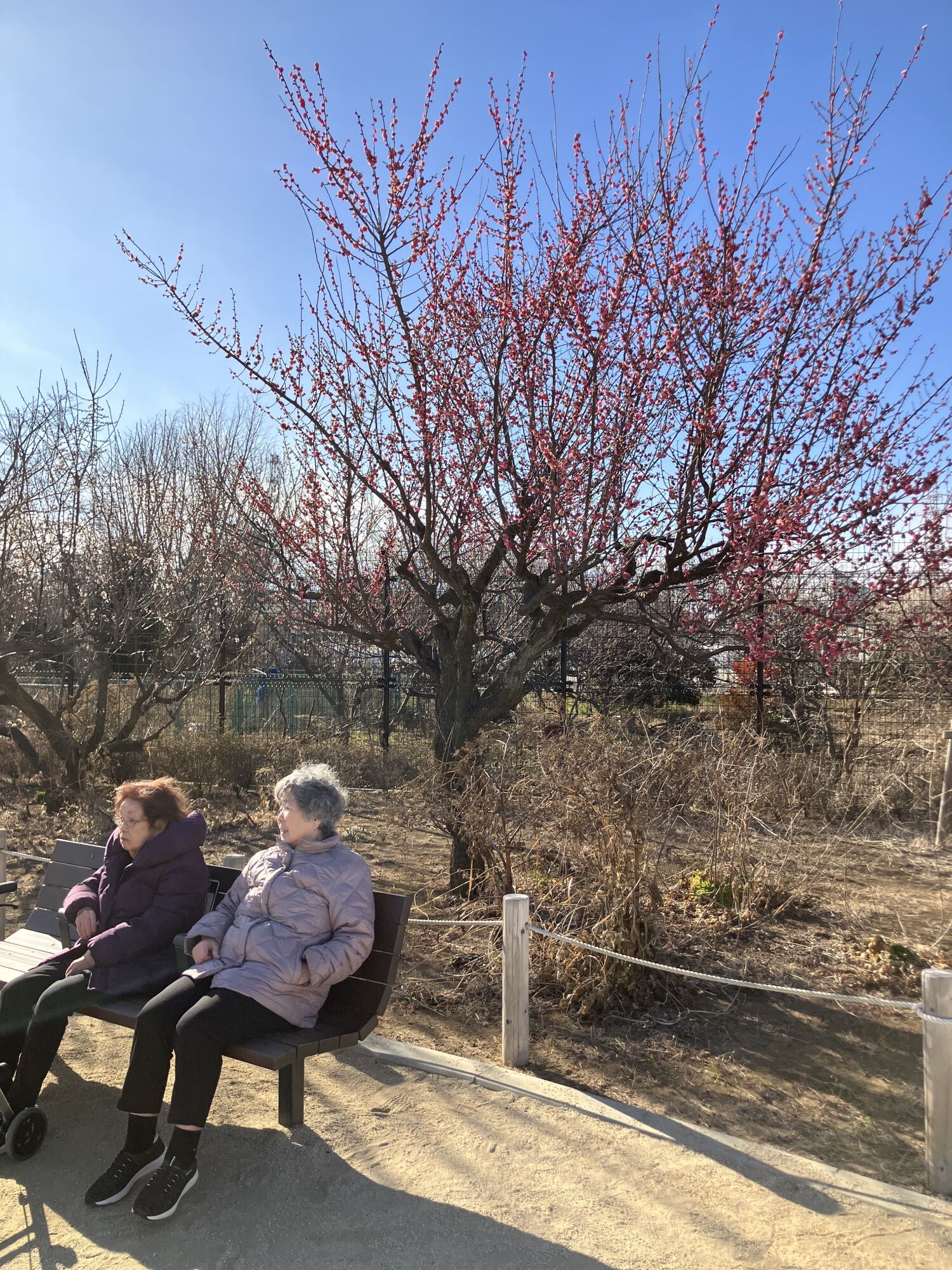 公園散歩-3　ニチイホーム杉並松庵