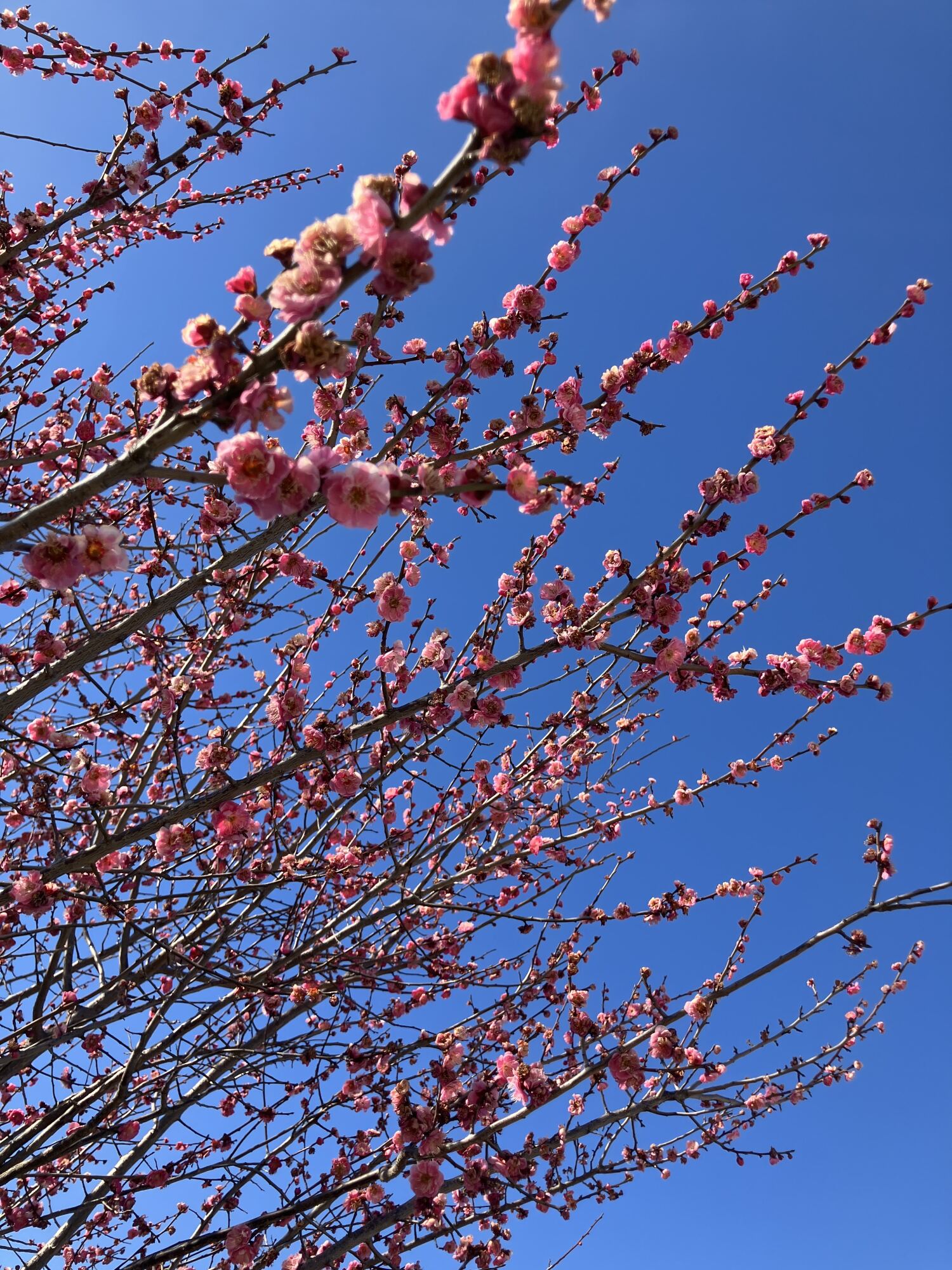 公園散歩-6　ニチイホーム杉並松庵