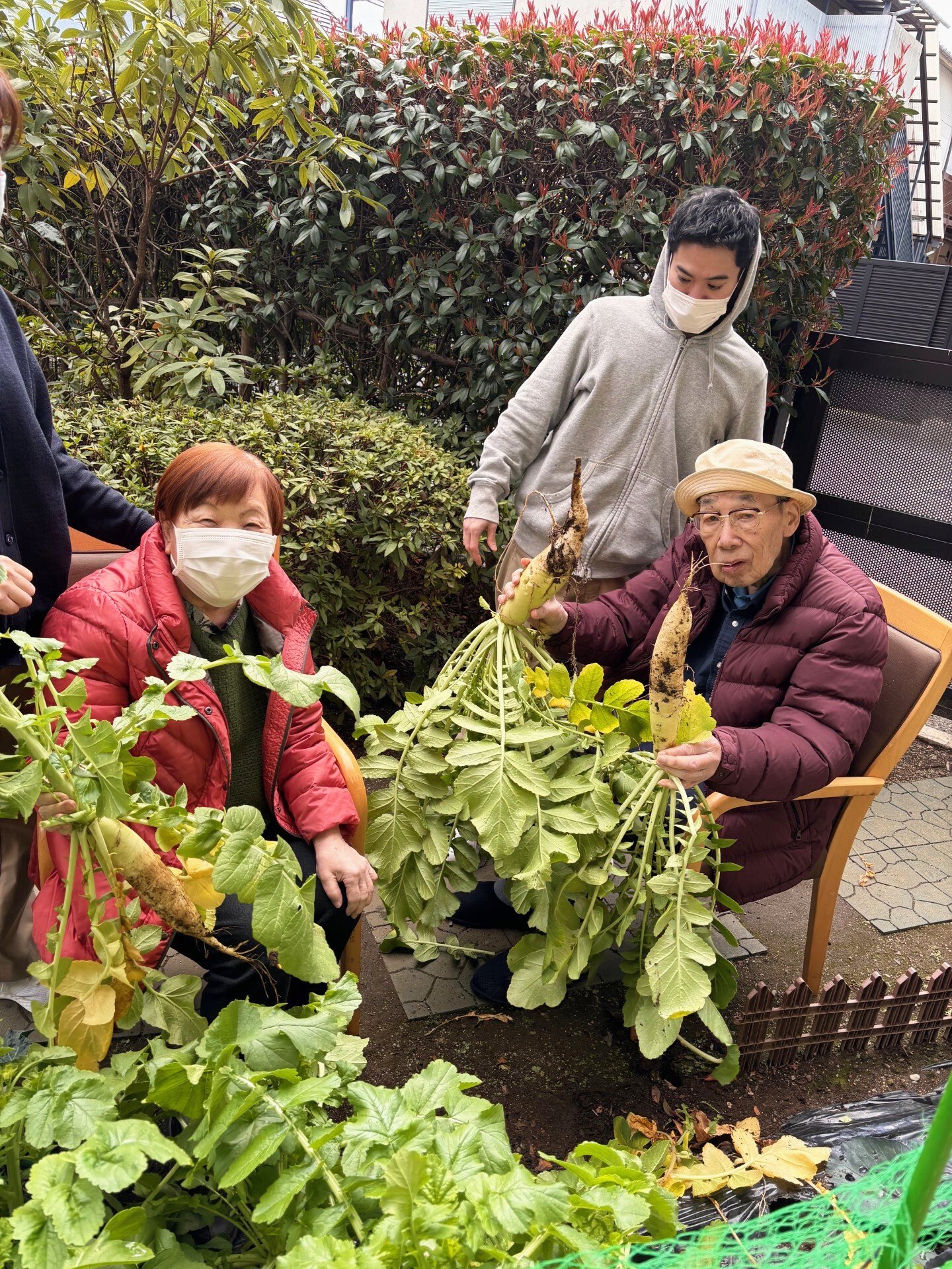 大根収穫-1　ニチイホーム三鷹Ⅱ番館