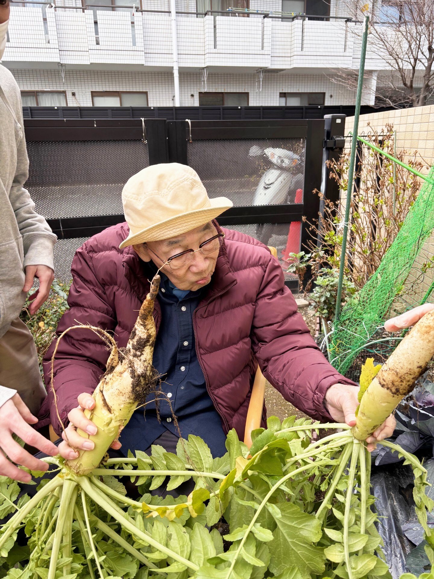 大根収穫-5　ニチイホーム三鷹Ⅱ番館
