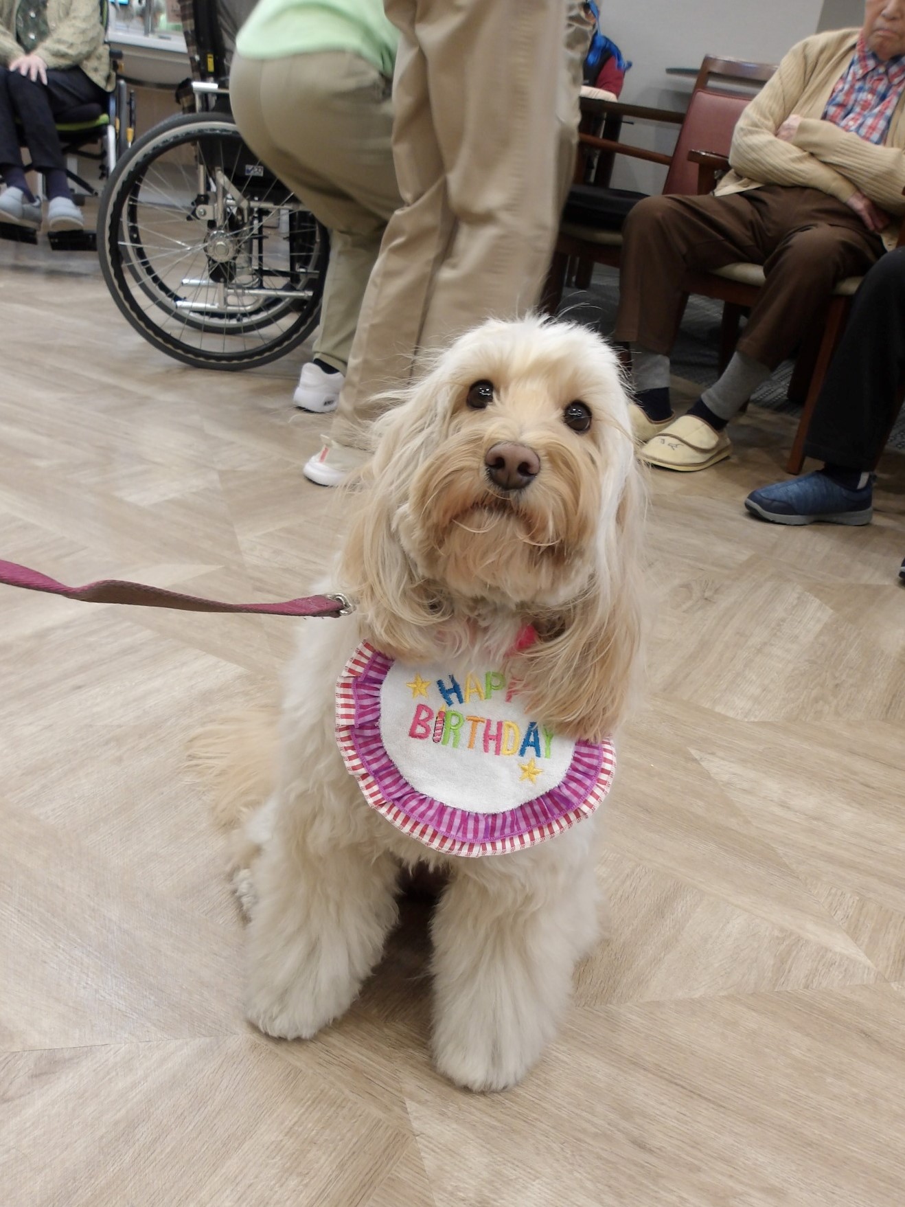 セラピー犬アミのお誕生日会-1　ニチイホーム野方
