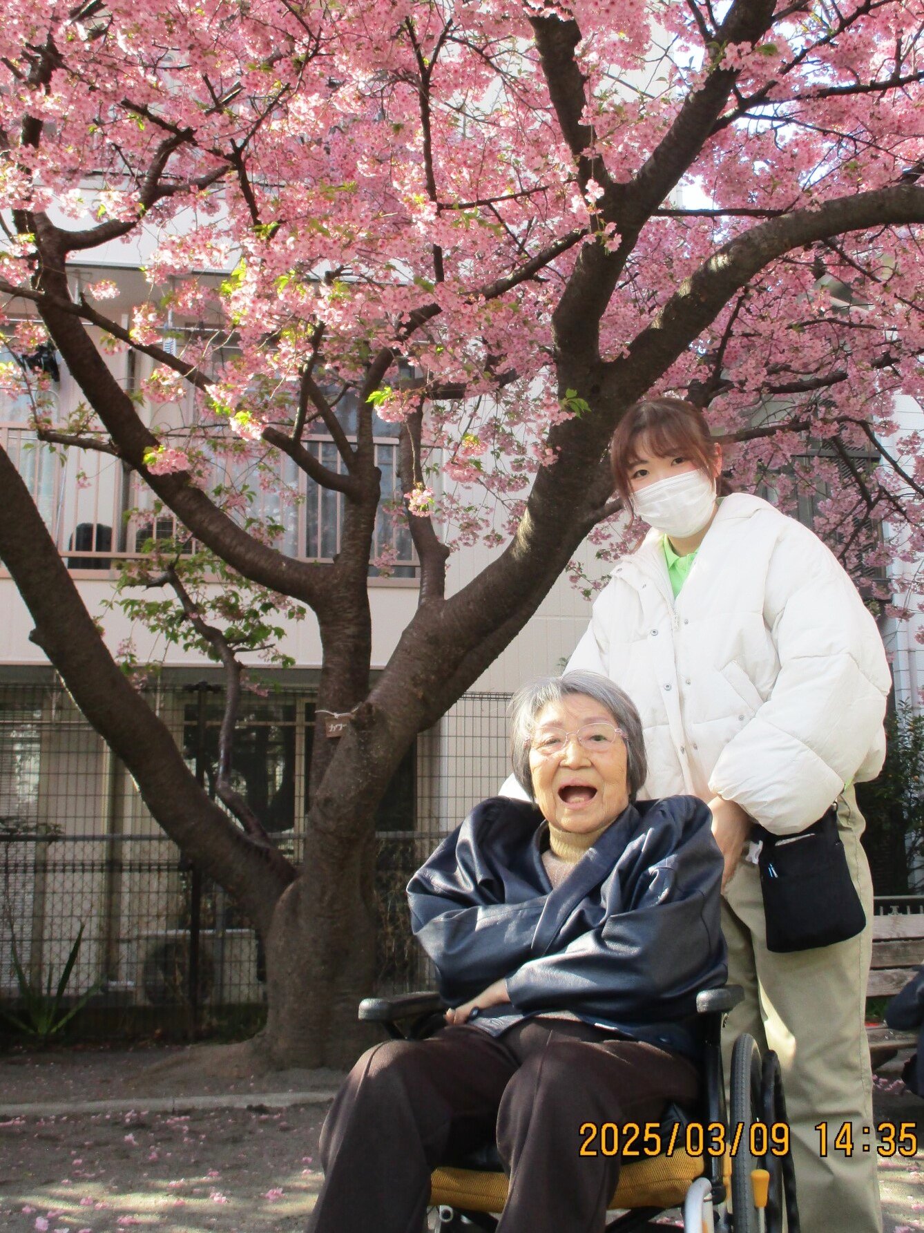 お花見-1　ニチイホーム大倉山