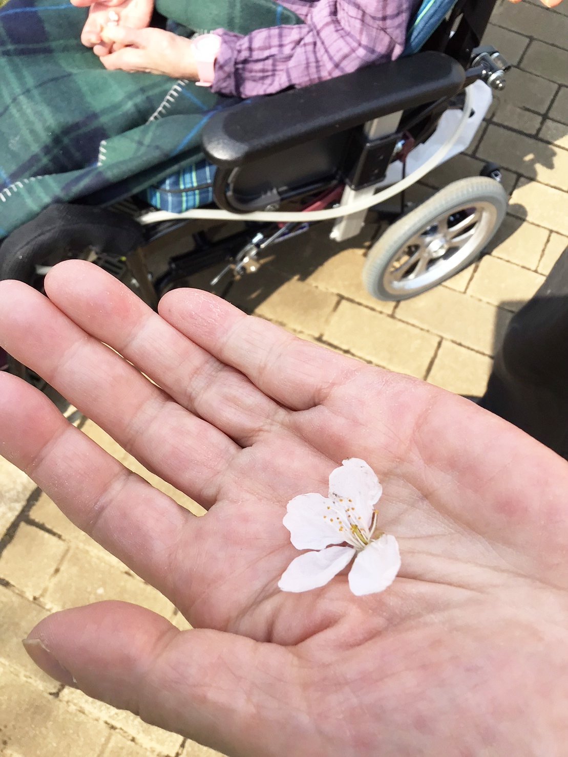 お花見-2　ニチイホーム鷺ノ宮