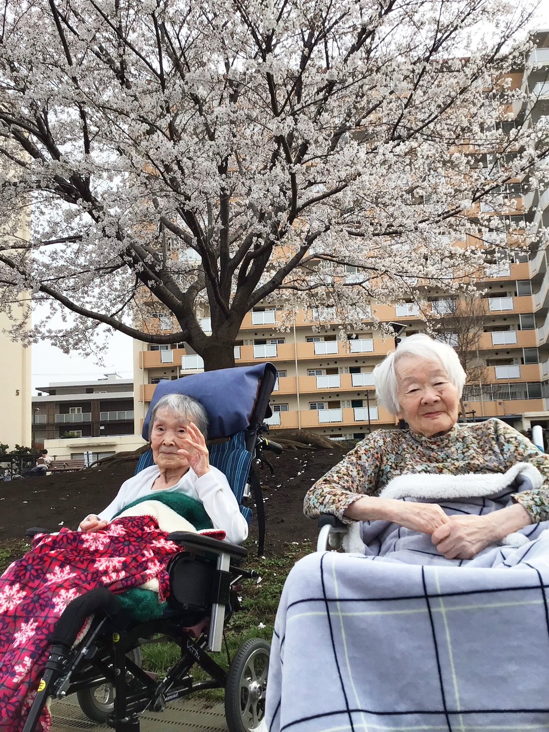 お花見-1　ニチイホーム鷺ノ宮