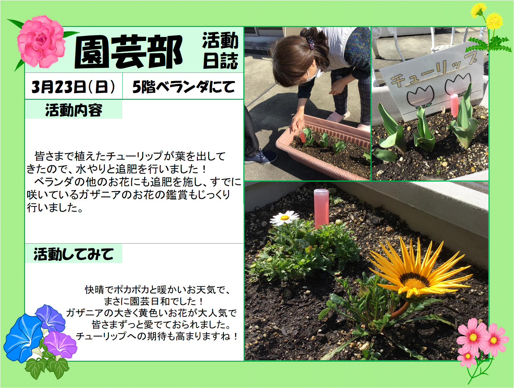 チューリップ、すくすく成長中です！　ニチイメゾン三和町