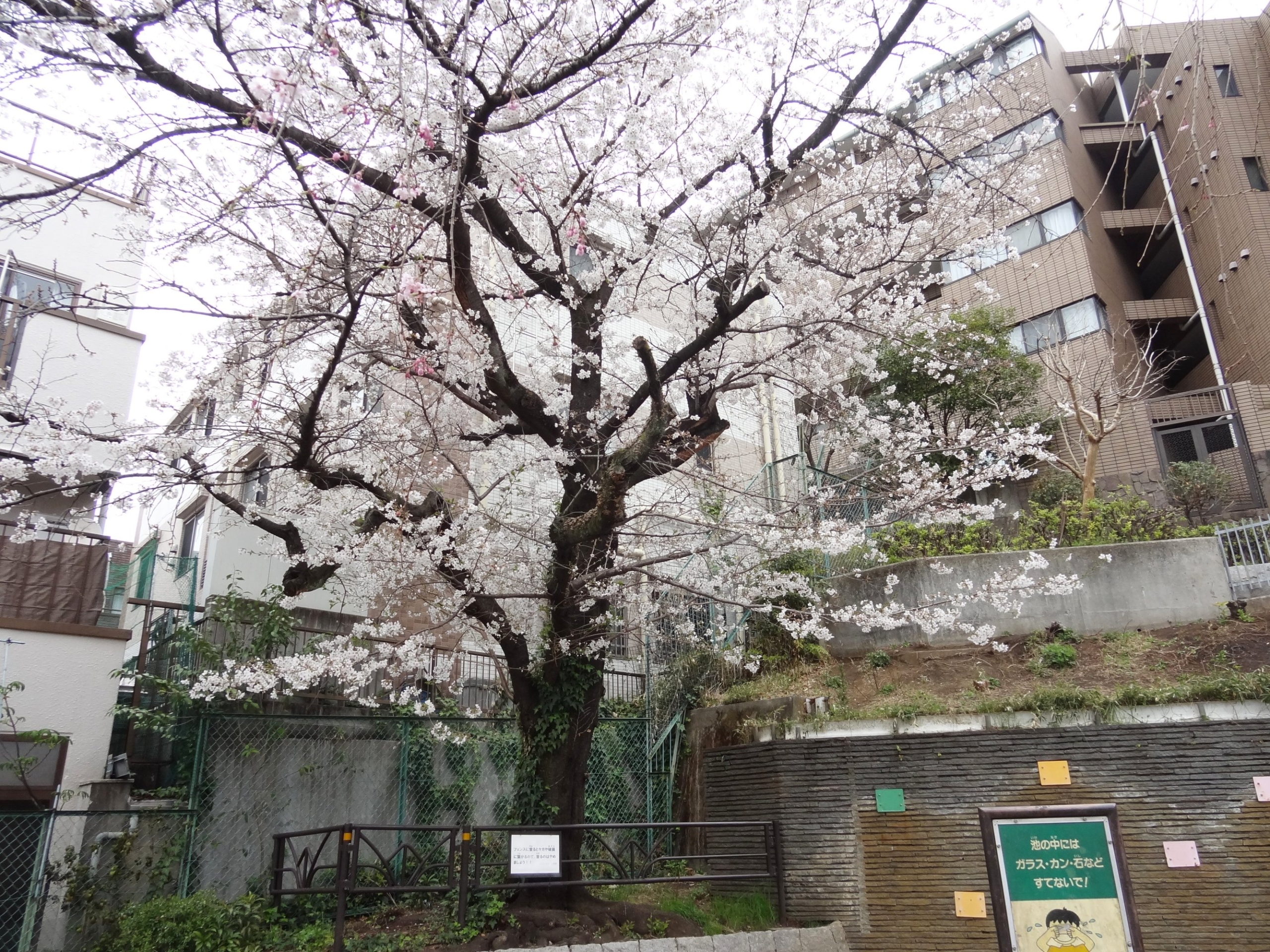 お花見＆園芸-2　ニチイホーム渋谷本町