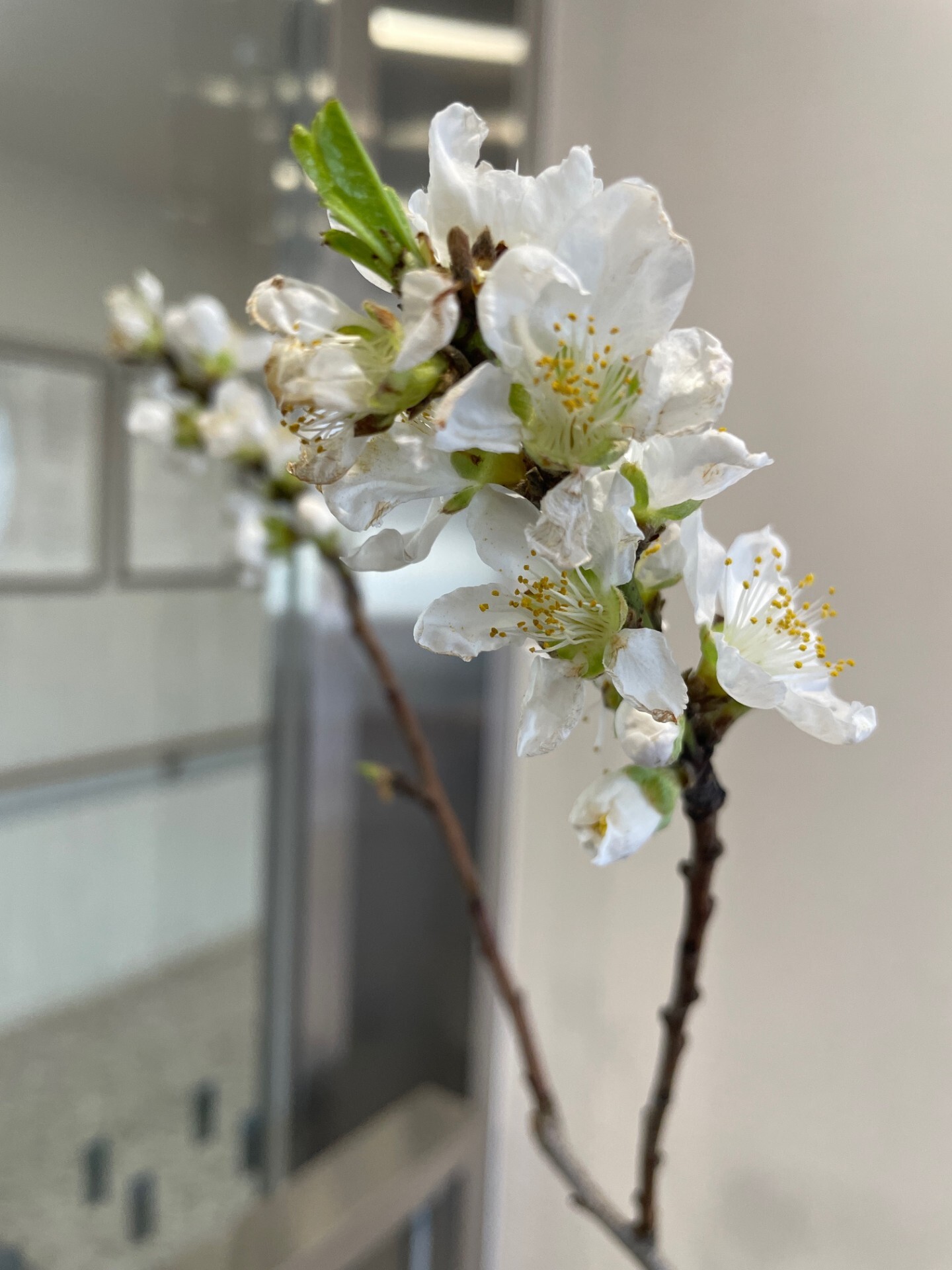2月エントランスフラワー-6　ニチイホーム杉並松庵