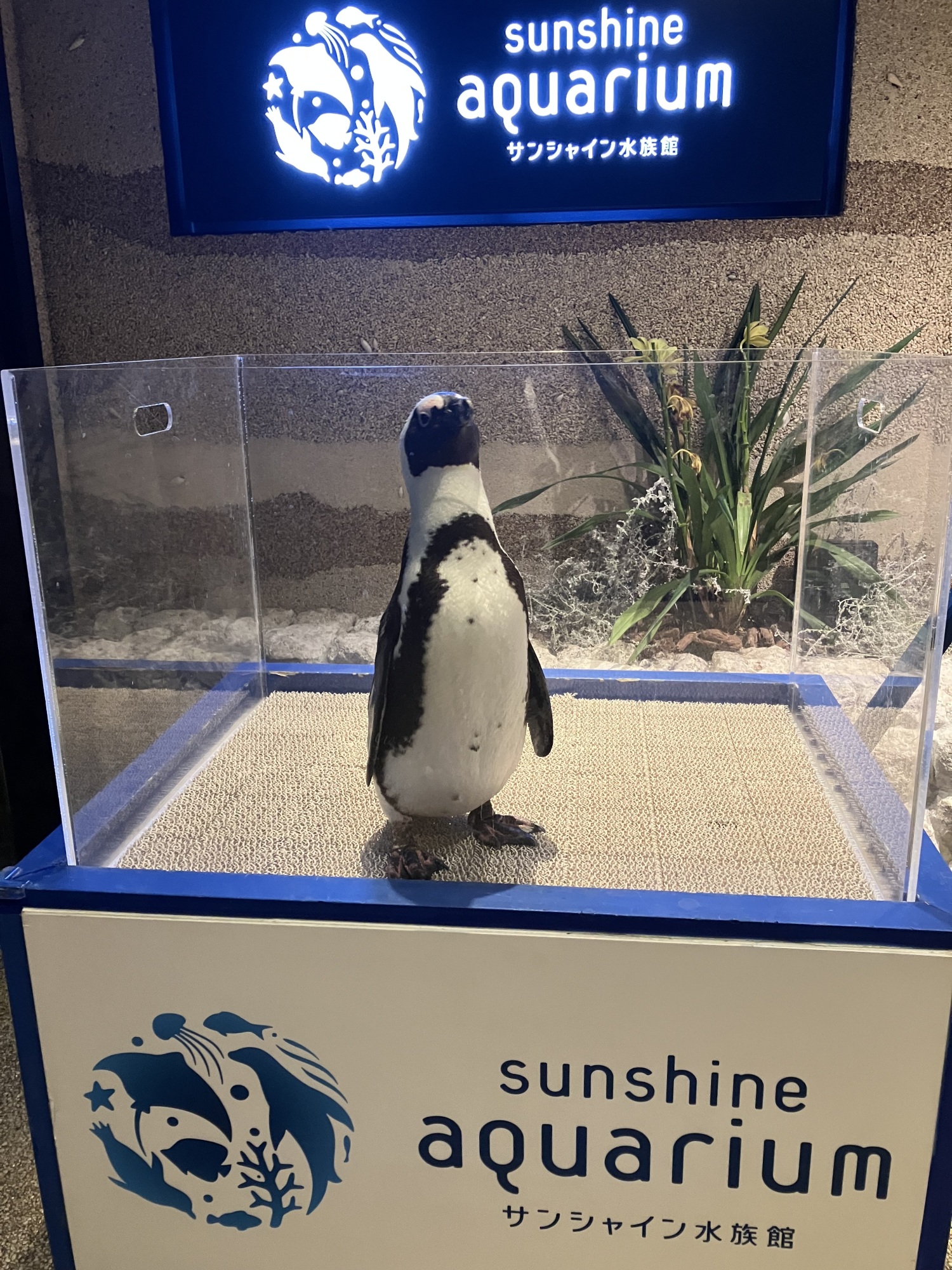水族館にてディナーを-4　ニチイホーム墨田