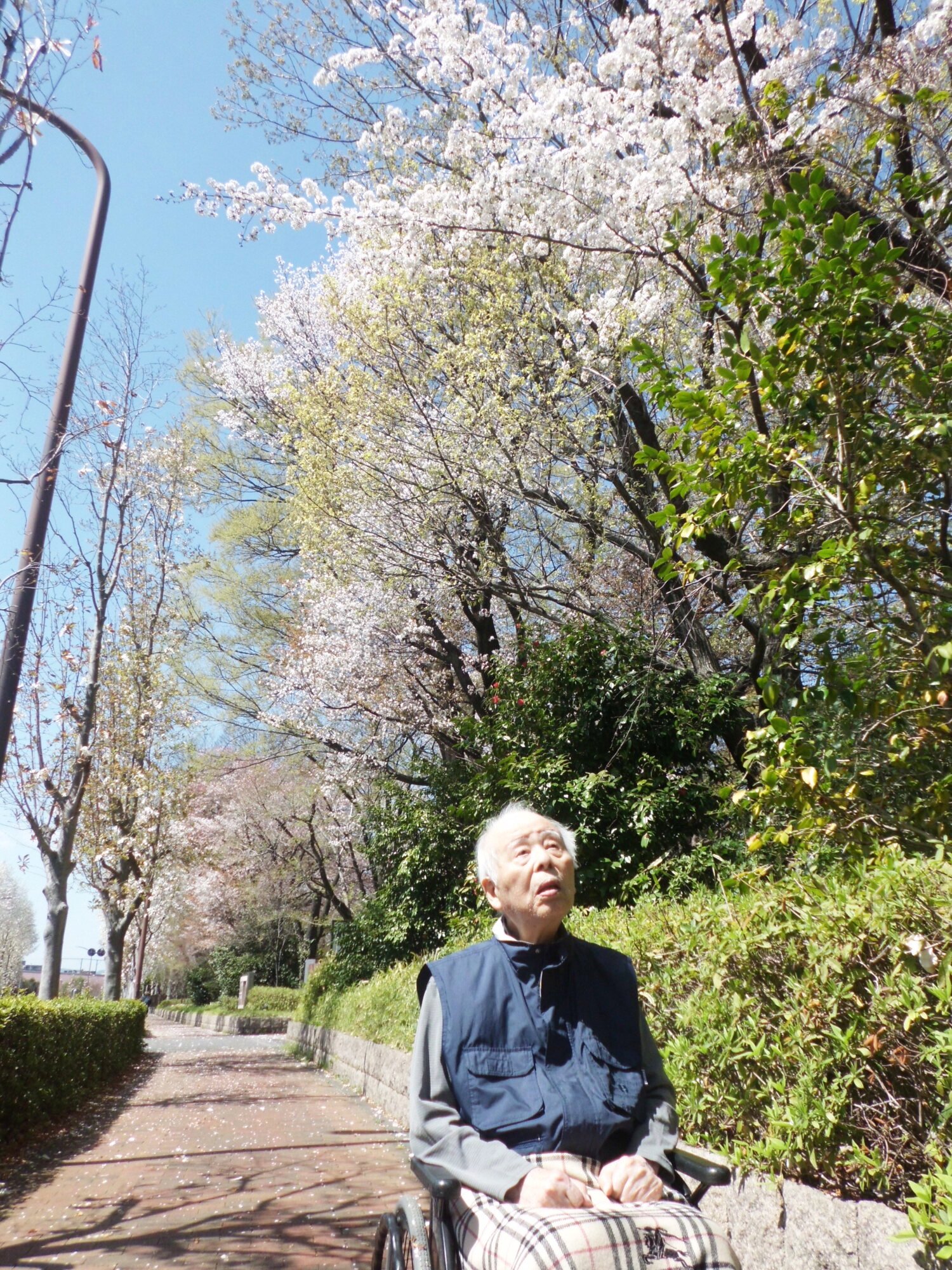 お花見-3　ニチイホーム昭島 昭和の森