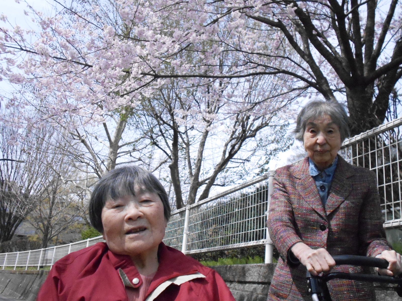 近隣の公園でお花見散歩-2　ニチイホーム江古田の杜