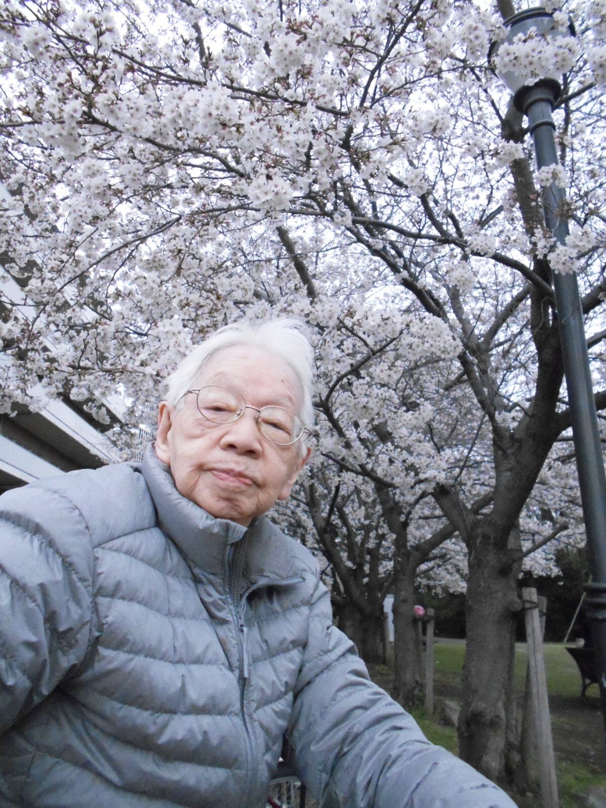 近隣の公園でお花見散歩-5　ニチイホーム江古田の杜