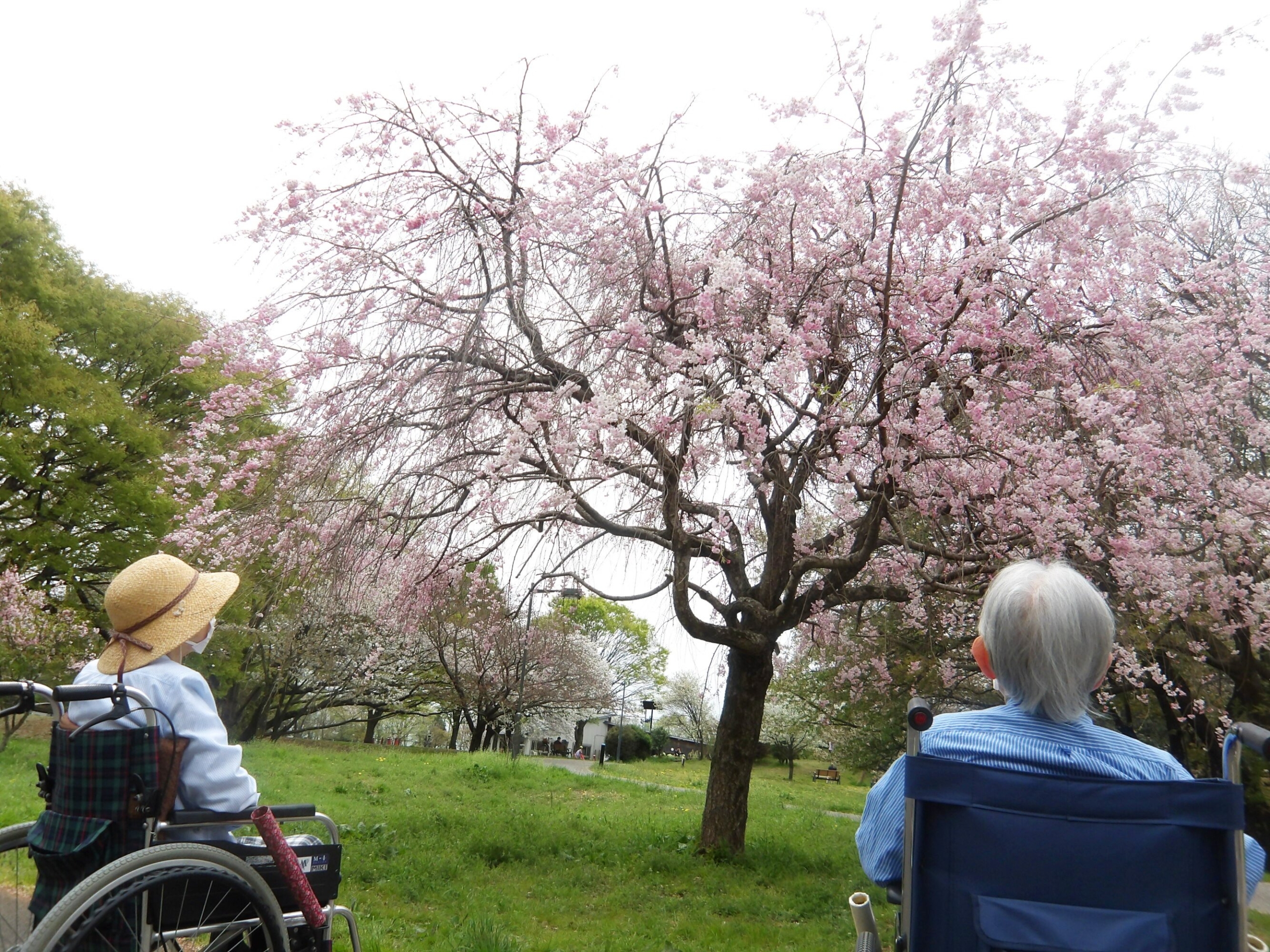 お花見-3　ニチイホーム東府中