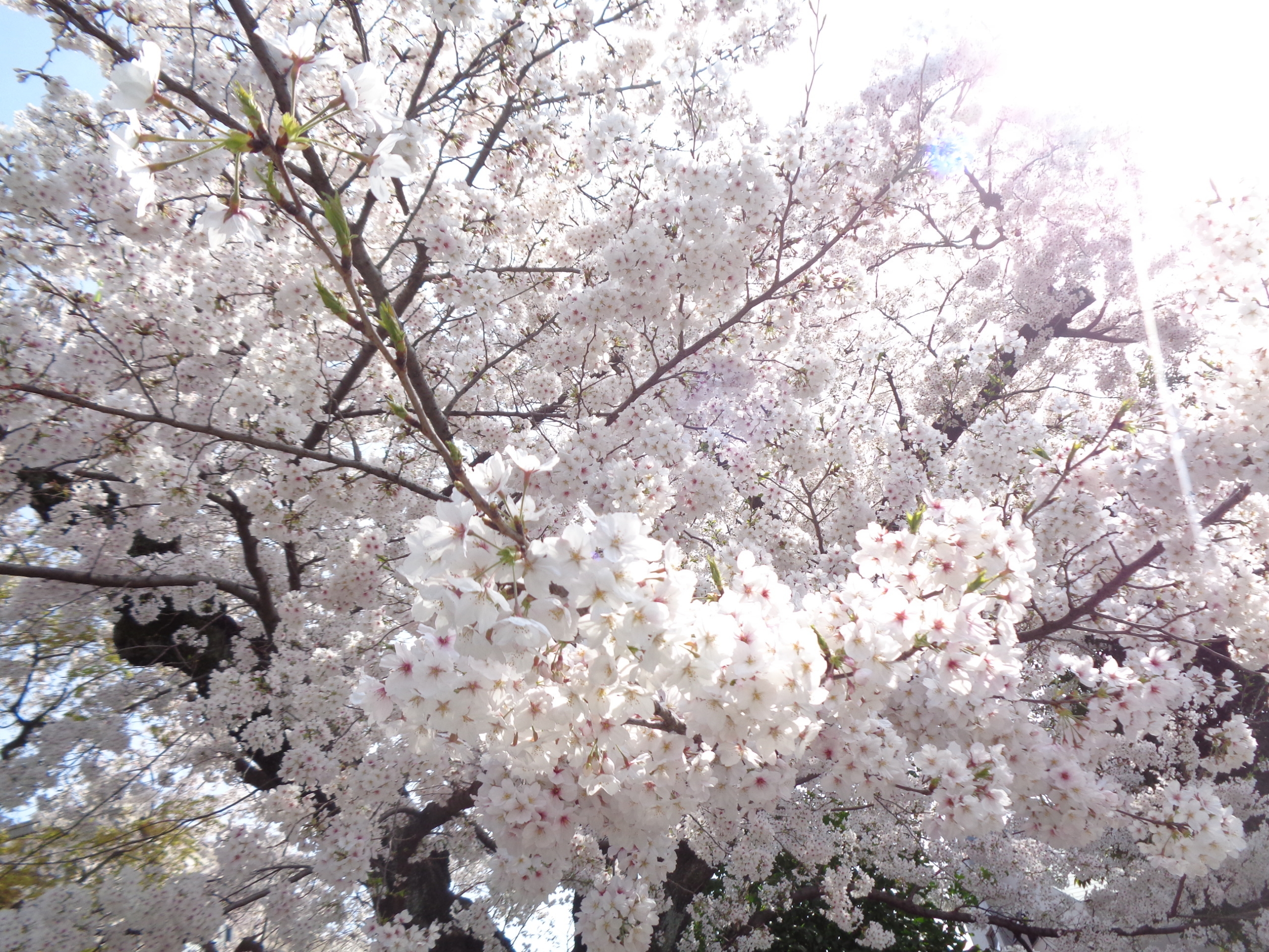 お花見②-3　ニチイホーム自由が丘