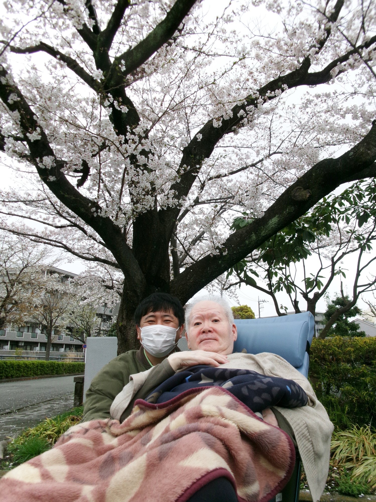 お花見-3　ニチイホーム上星川