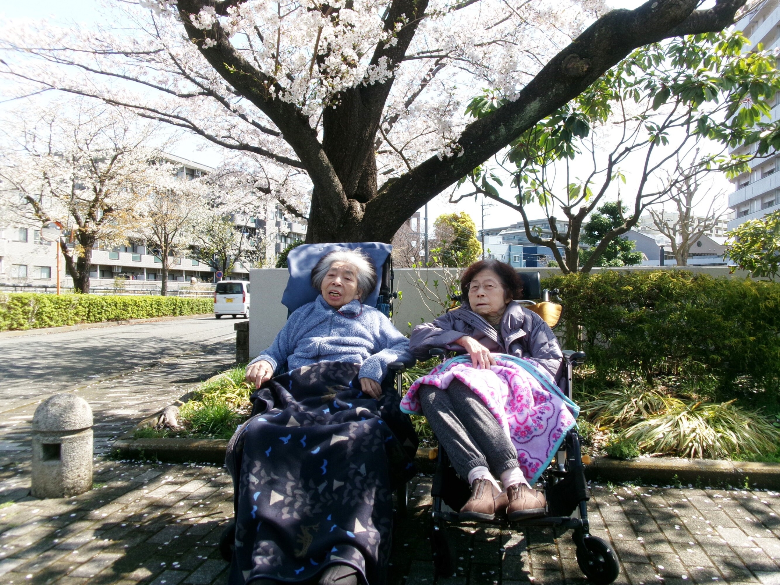 お花見-4　ニチイホーム上星川