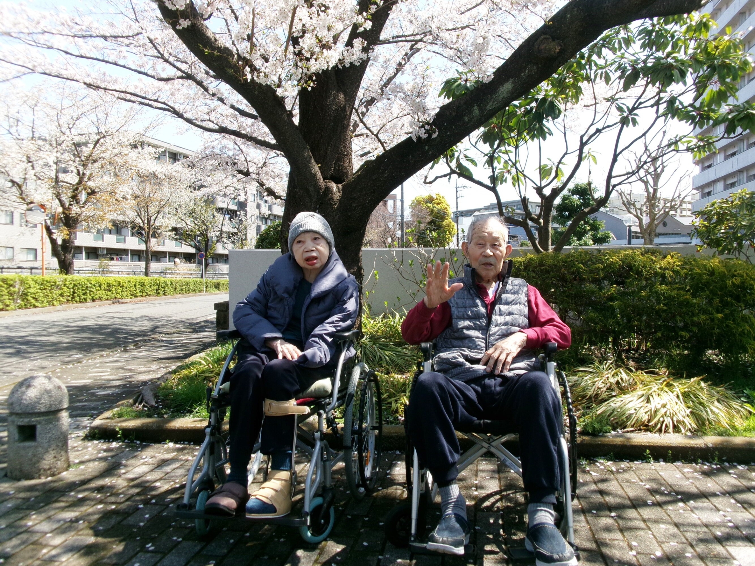 お花見-4　ニチイホーム上星川