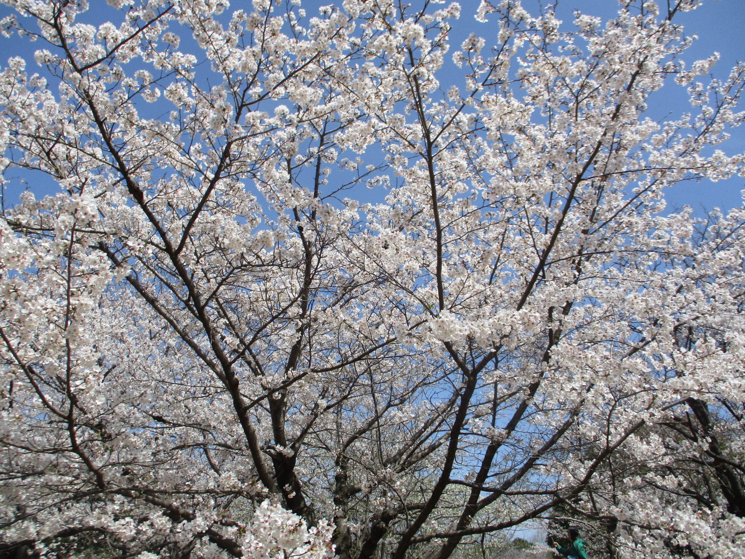 花見-5　ニチイホーム柏の葉