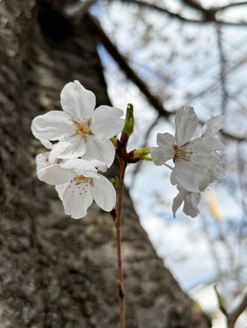 花見-6　ニチイホーム柏の葉