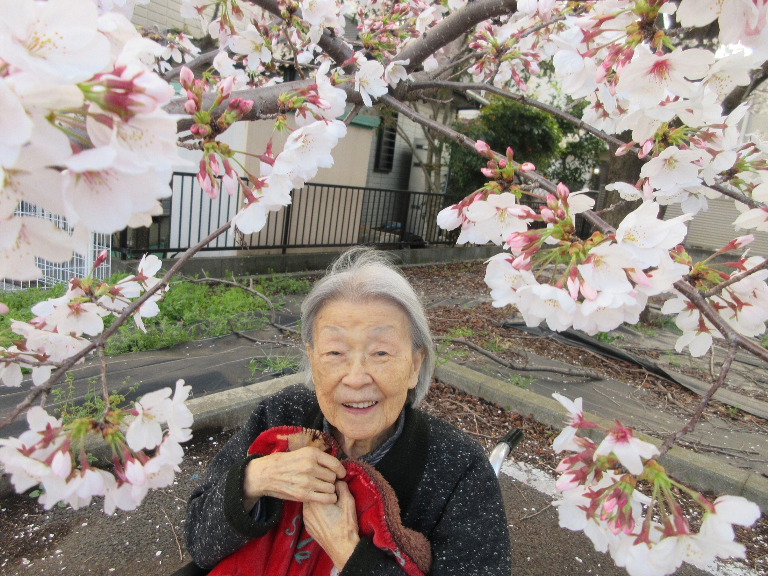 お花見1　ニチイホーム国立