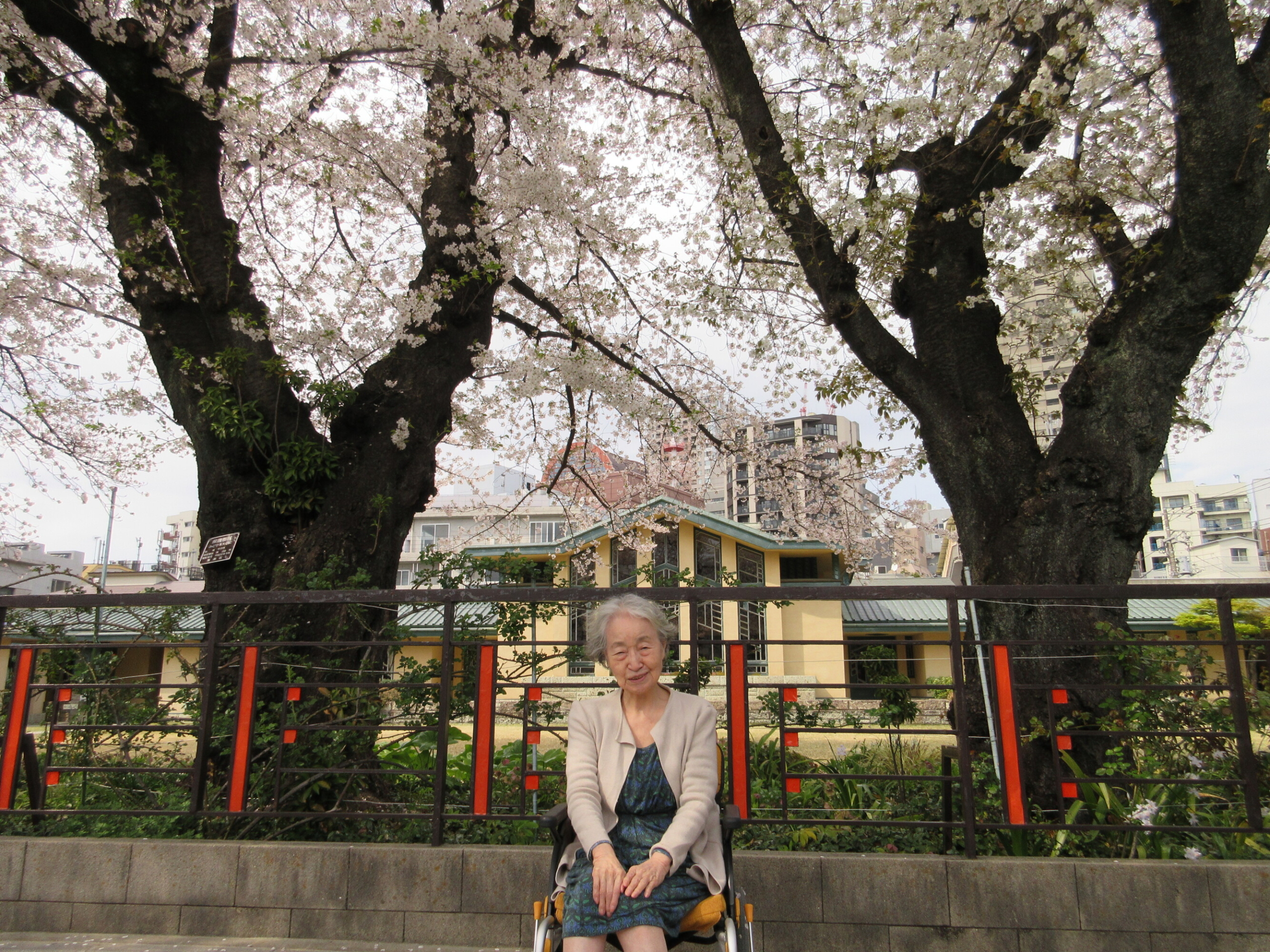 お花見-3　ニチイホーム目白