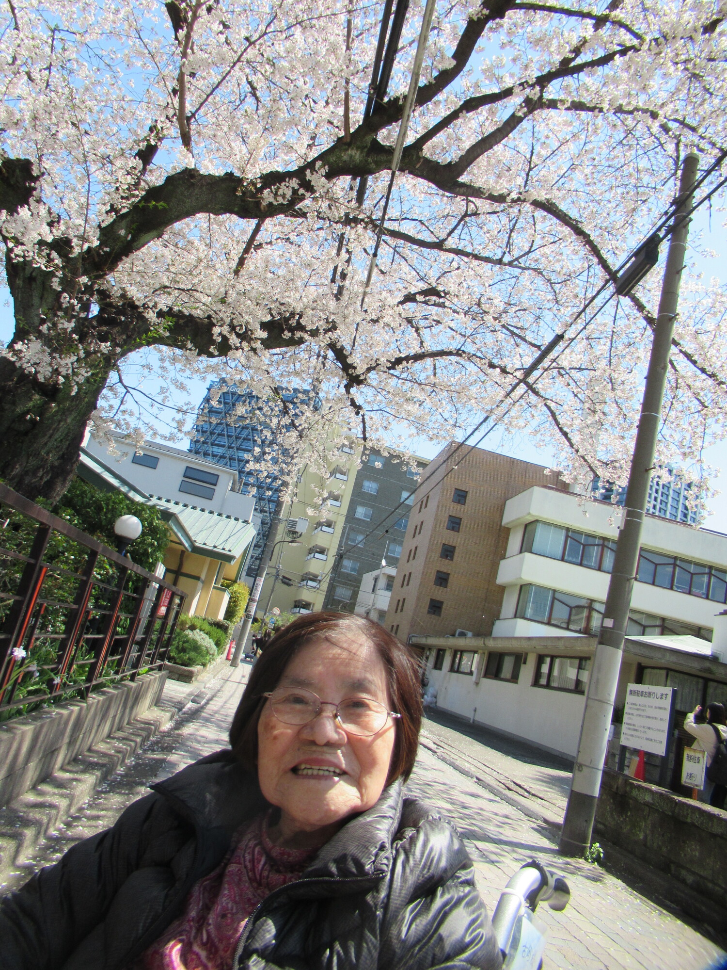 お花見-6　ニチイホーム目白