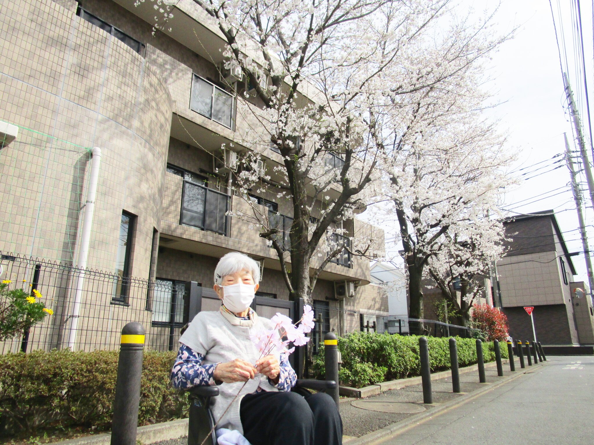 さくら満開-3　ニチイホーム三鷹