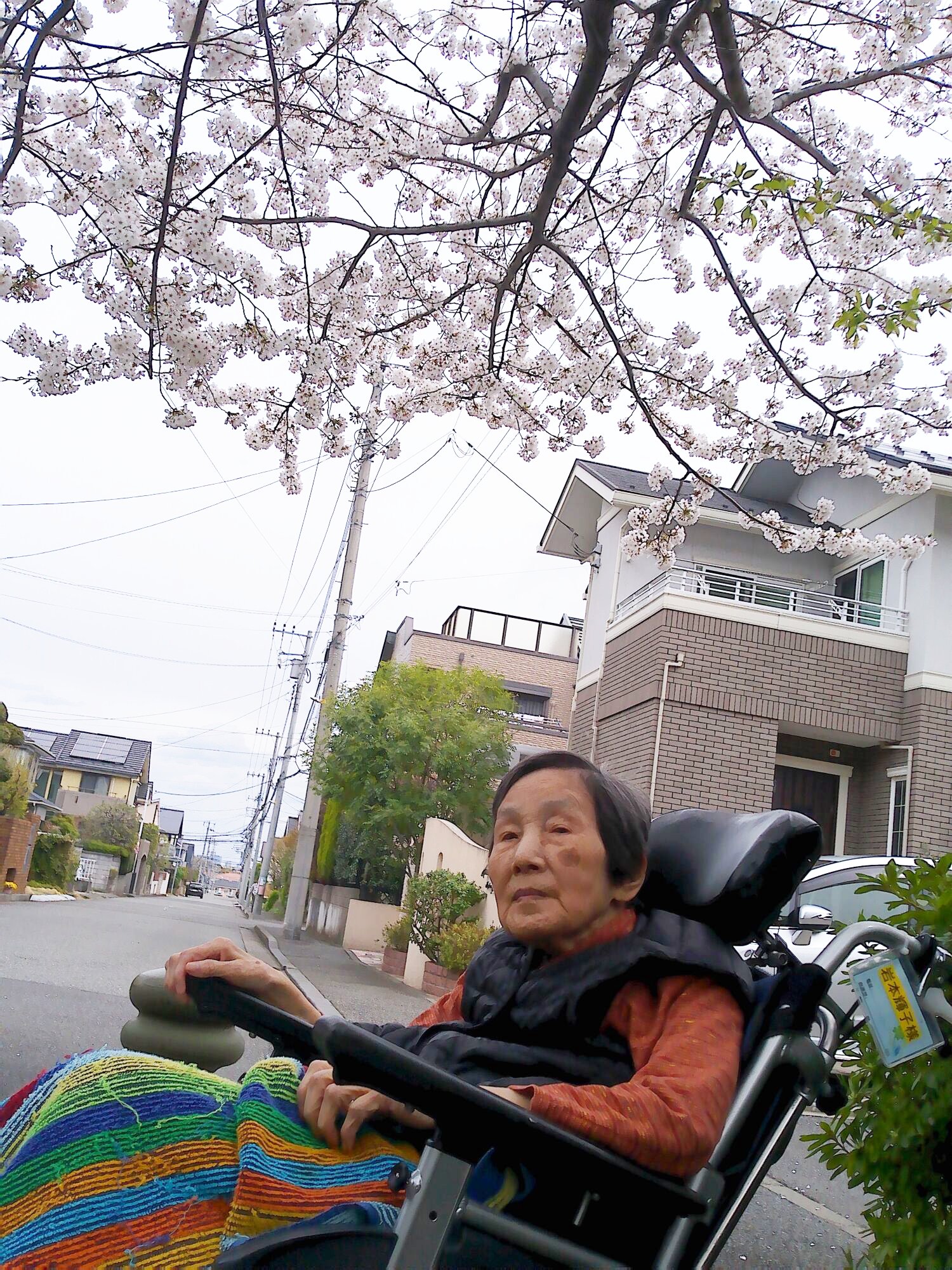 お花見-4　ニチイホーム仲町台