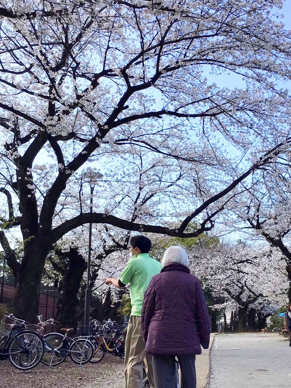 お花見　哲学堂公園編-2　ニチイホーム中野南台