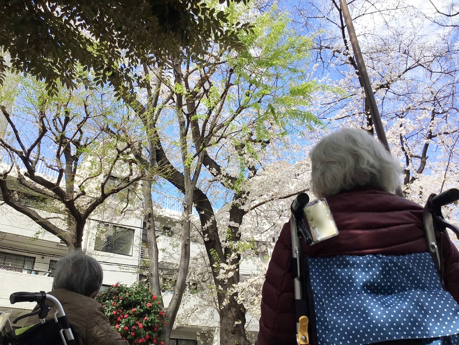 お花見　哲学堂公園編-5　ニチイホーム中野南台