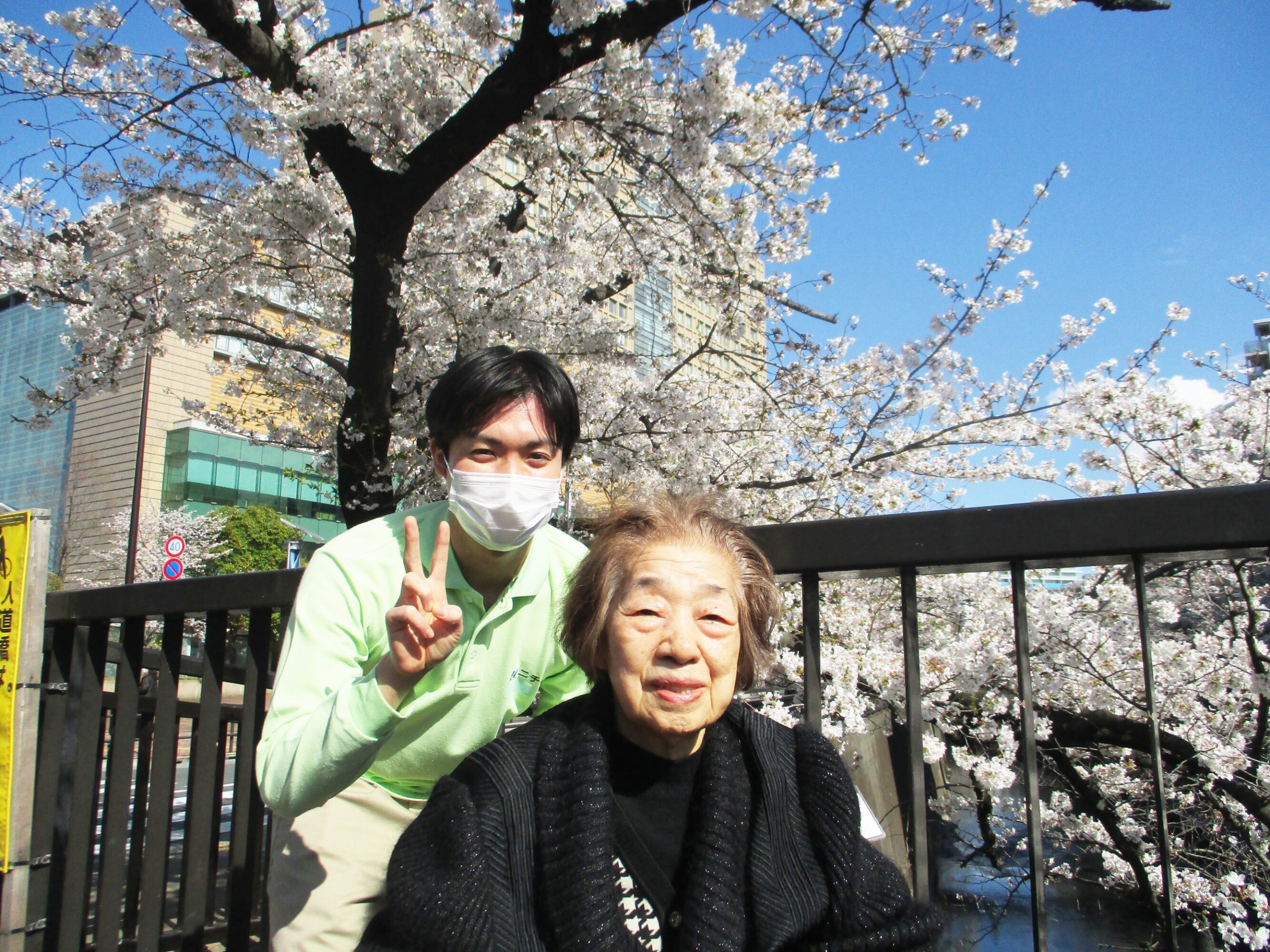 満開の桜-1　ニチイホーム王子