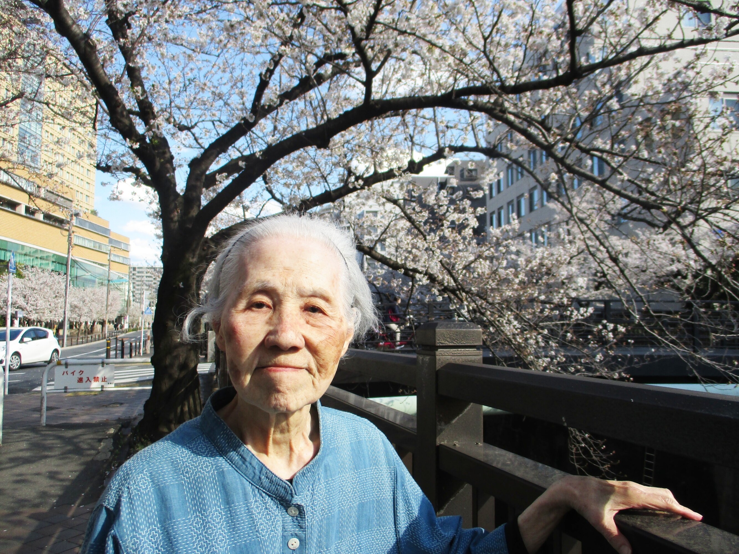満開の桜-2　ニチイホーム王子