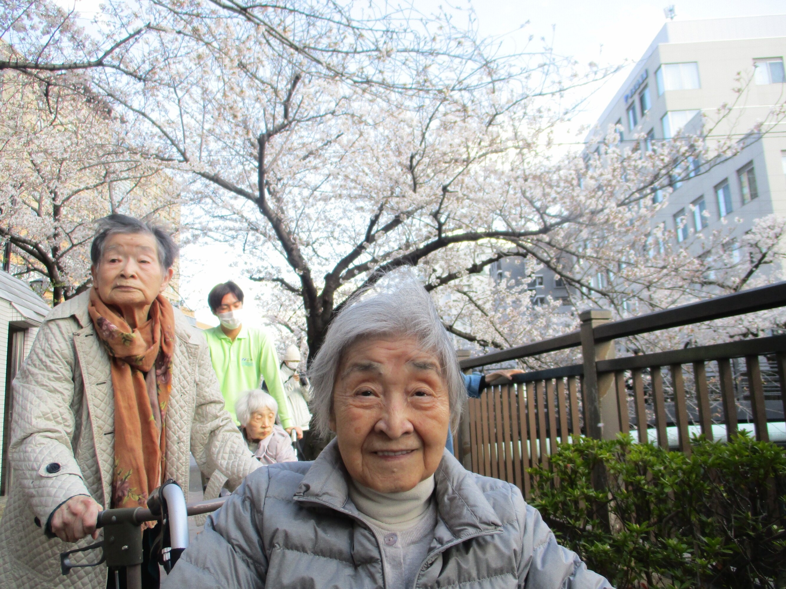 満開の桜-3　ニチイホーム王子