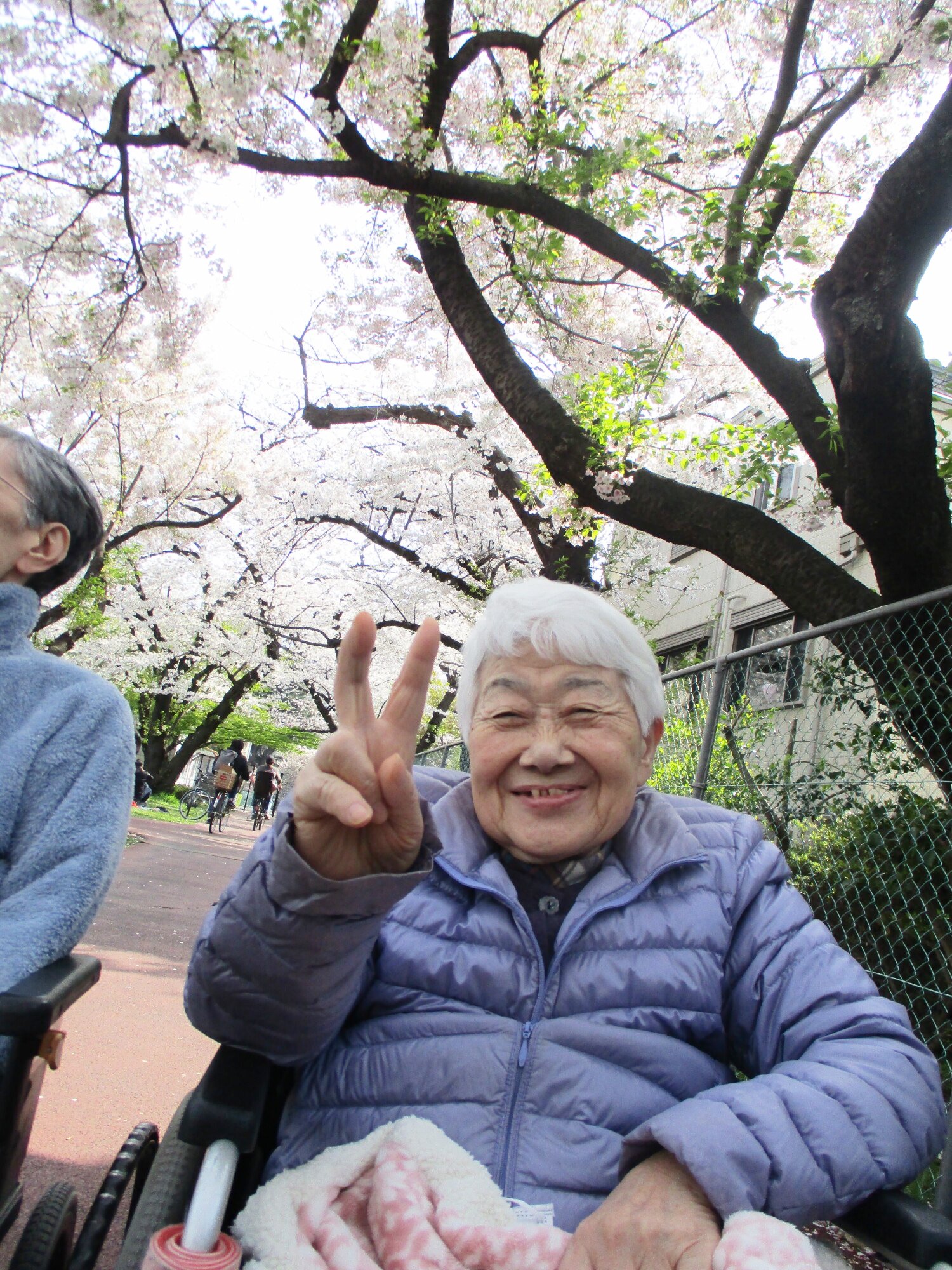 満開の桜-4　ニチイホーム王子