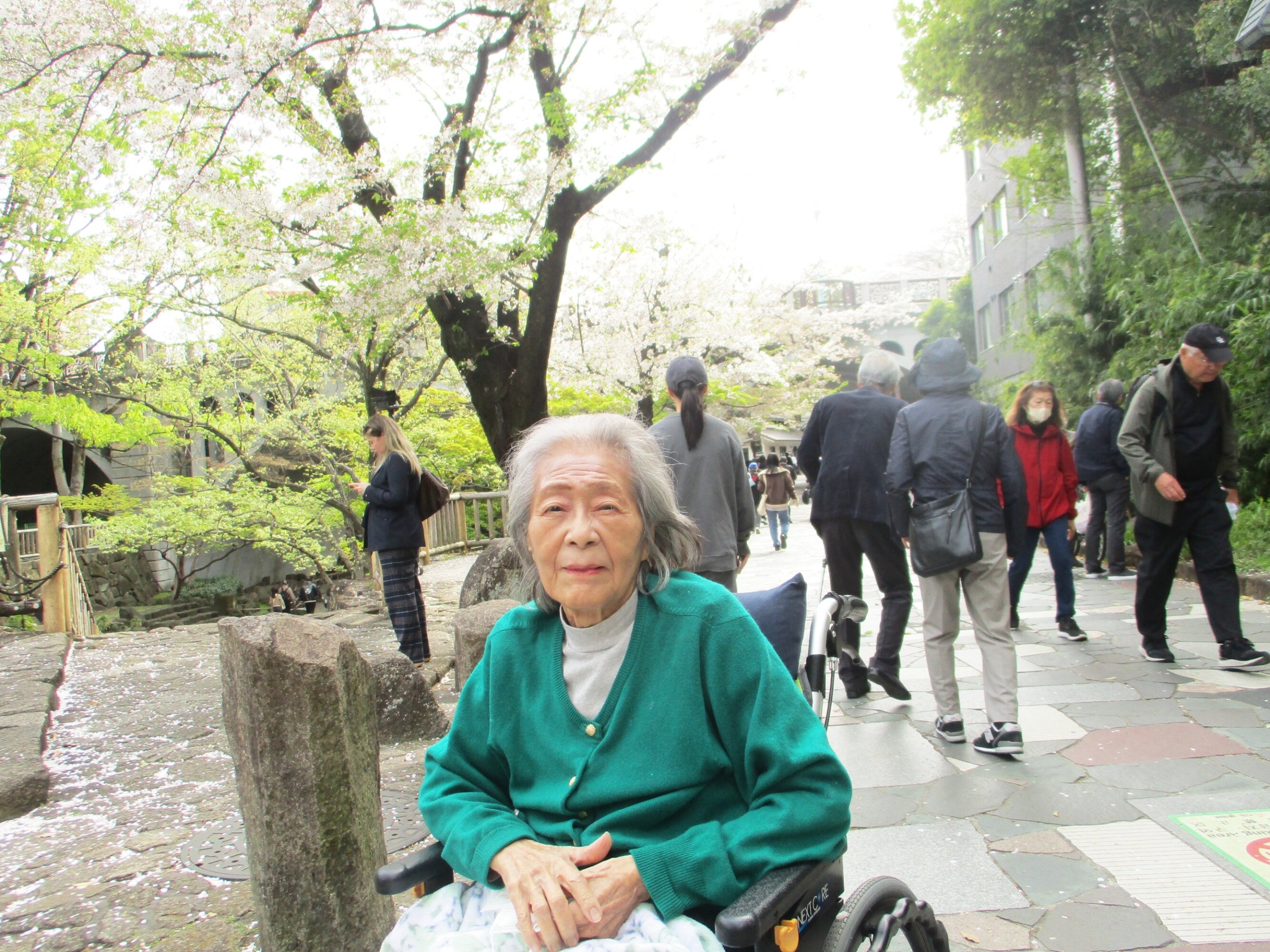 満開の桜-6　ニチイホーム王子