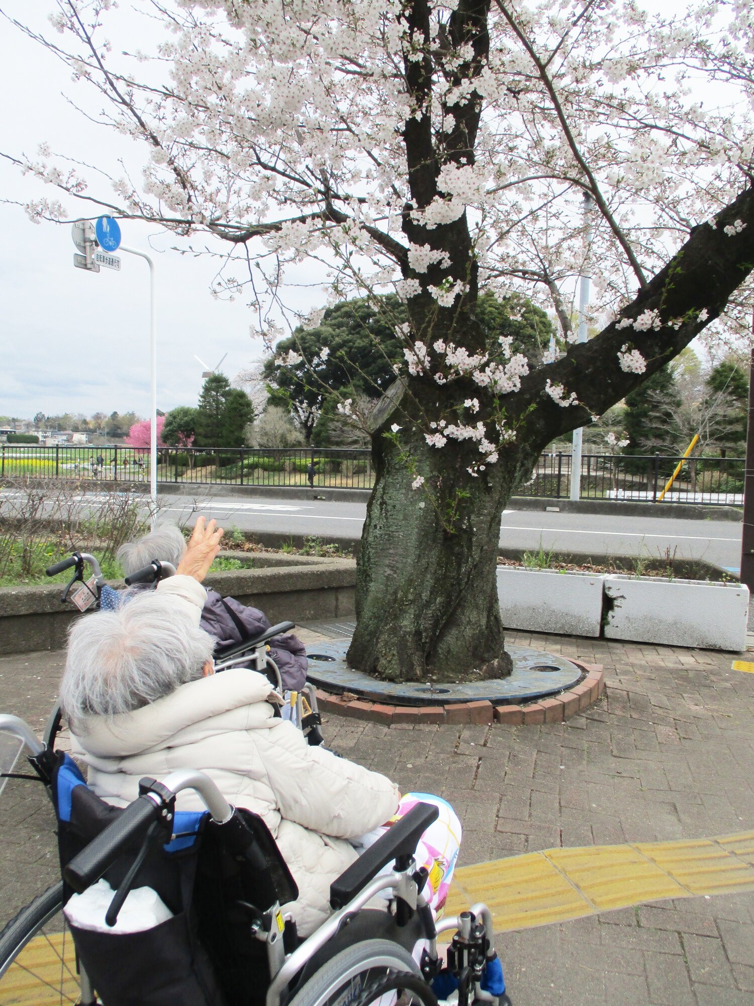 お花見-1　ニチイホーム大宮公園
