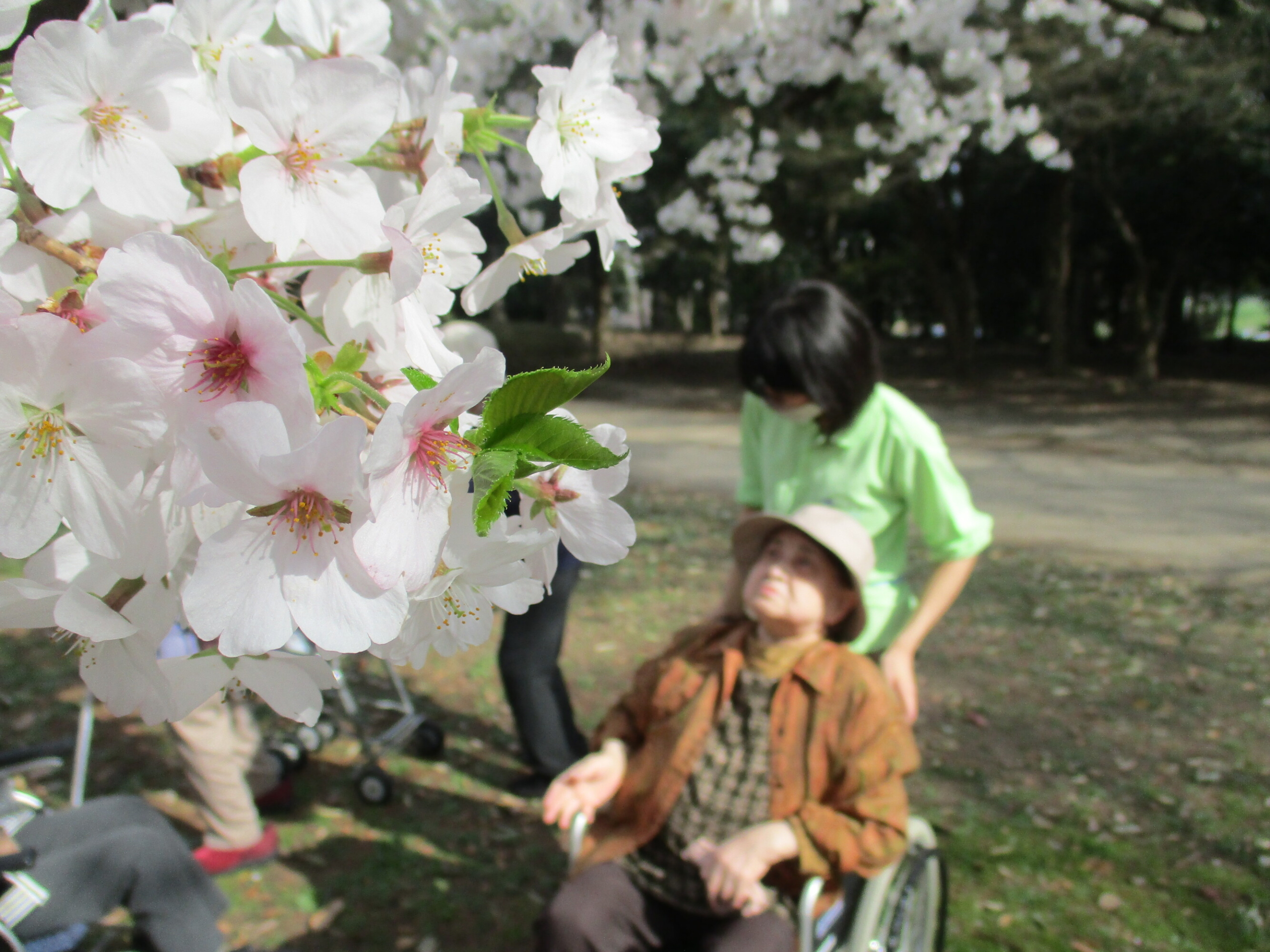 お花見-2　ニチイホーム大宮公園