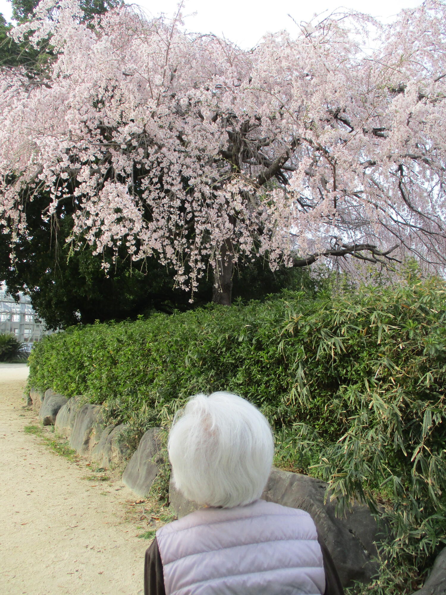 お花見-3　ニチイホーム大宮公園
