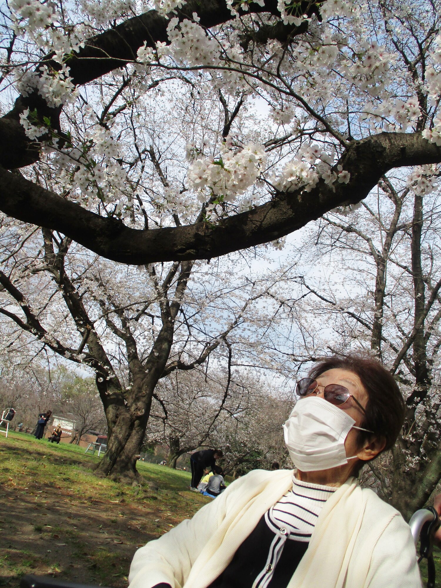 お花見-4　ニチイホーム大宮公園