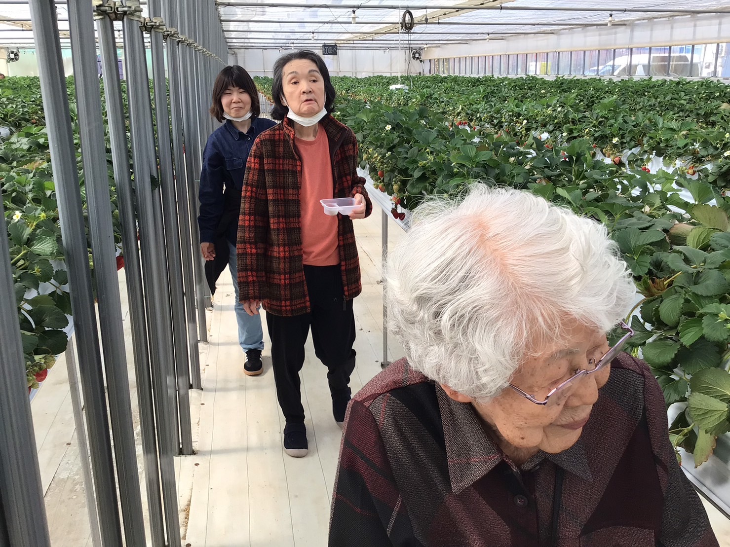 いちご狩り-2　ニチイホーム鷺ノ宮