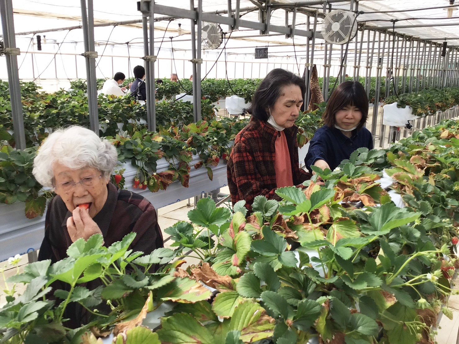 いちご狩り-3　ニチイホーム鷺ノ宮
