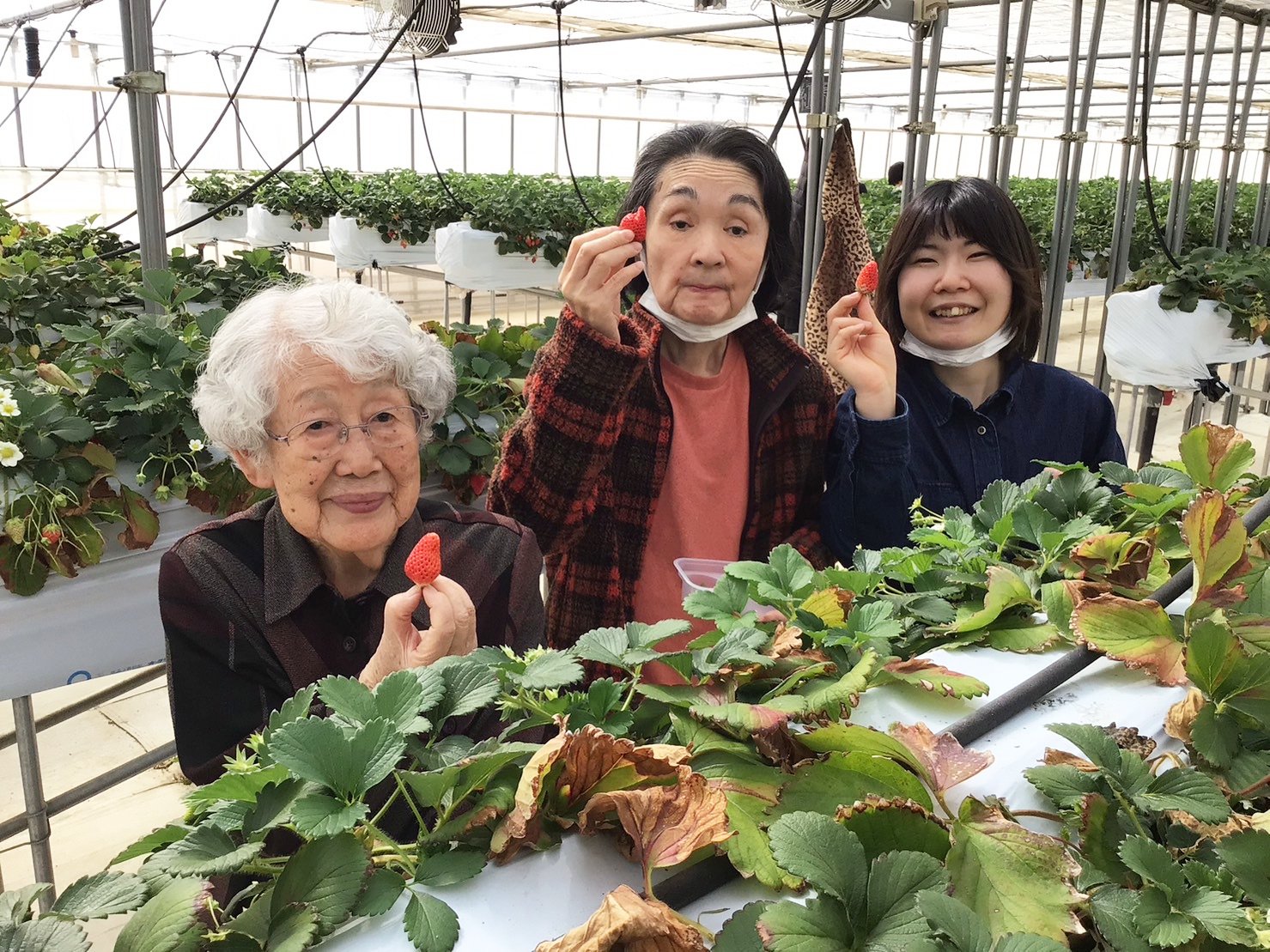 いちご狩り-4　ニチイホーム鷺ノ宮
