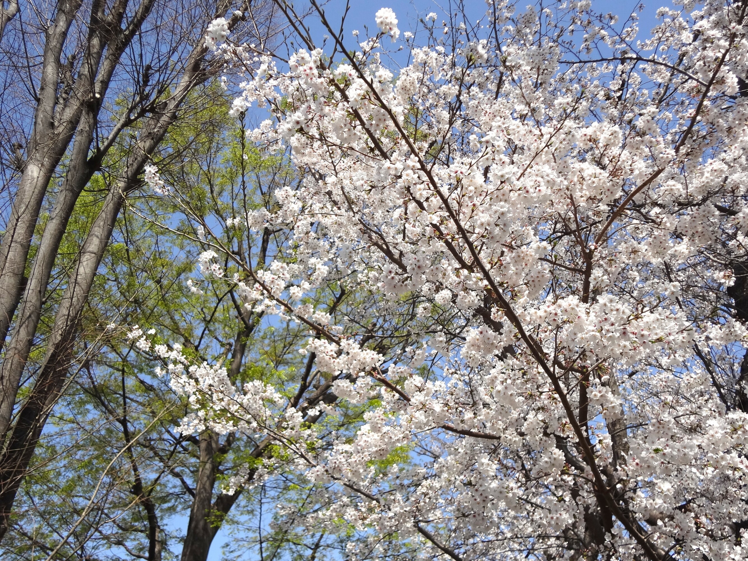 近隣の公園へお花見-2　ニチイホーム鷺沼南
