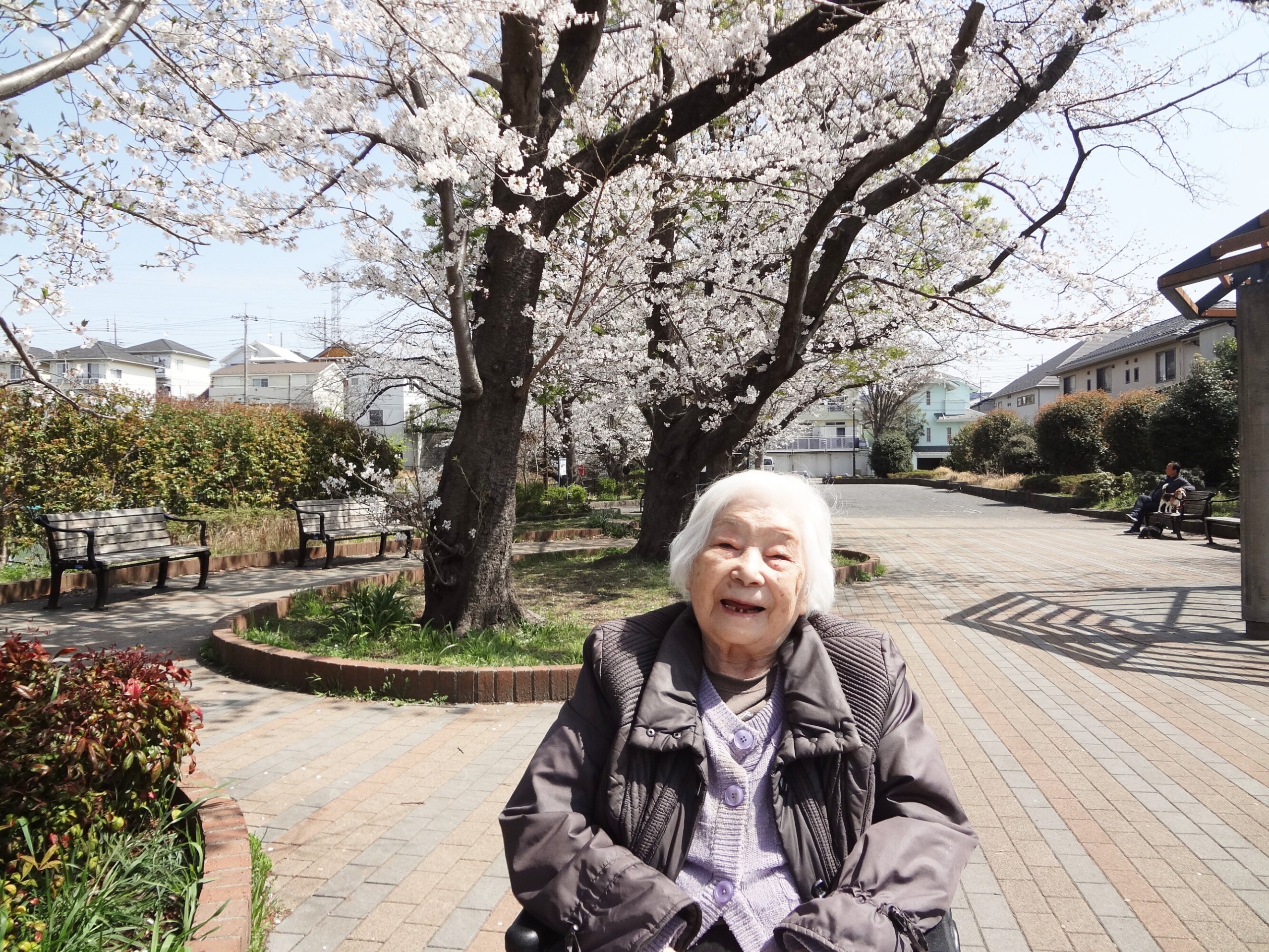 近隣の公園へお花見-3　ニチイホーム鷺沼南