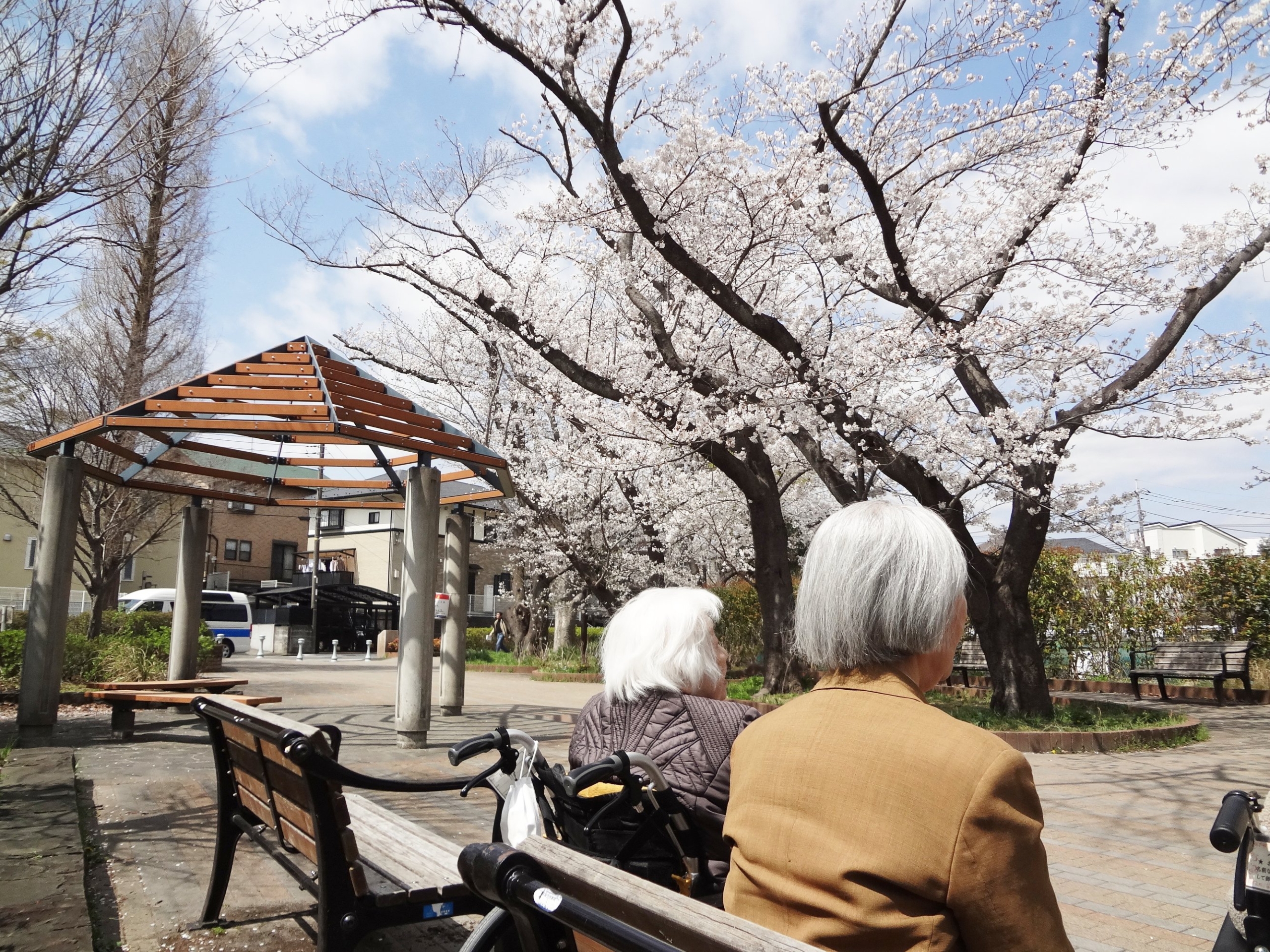 近隣の公園へお花見-4　ニチイホーム鷺沼南