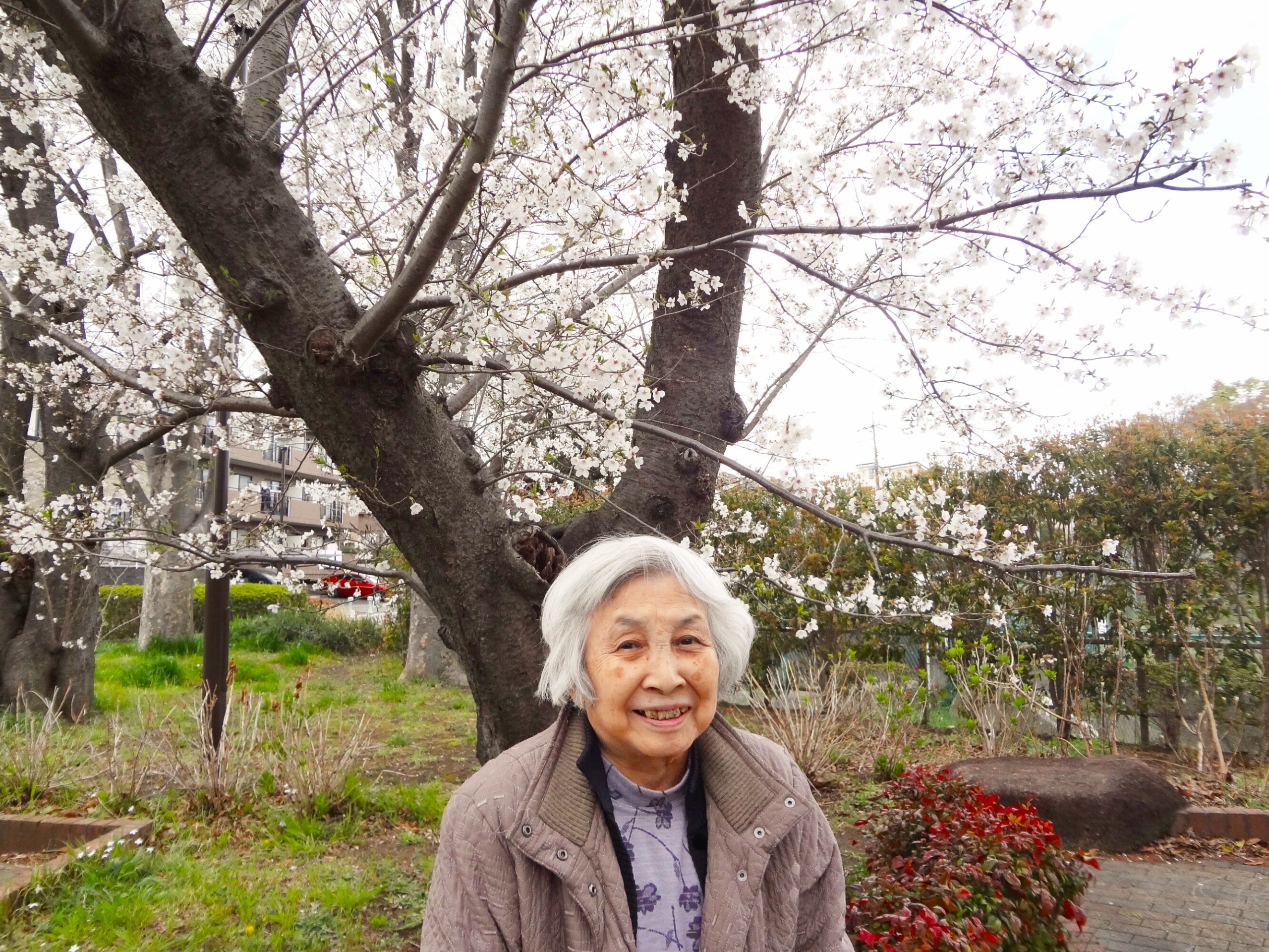近隣の公園へお花見-6　ニチイホーム鷺沼南