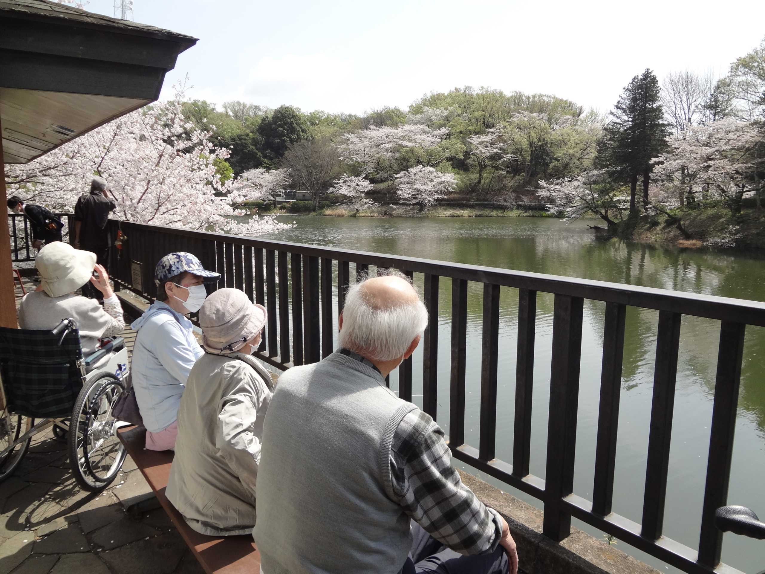 県立公園へお花見-1　ニチイホーム鷺沼南